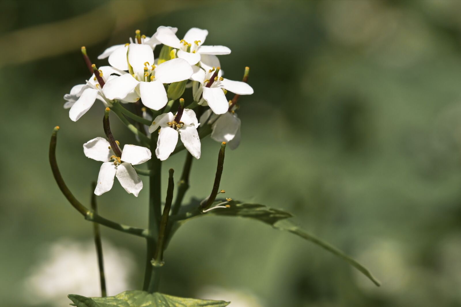 Nikon D5300 sample photo. Flowers, small, petals photography