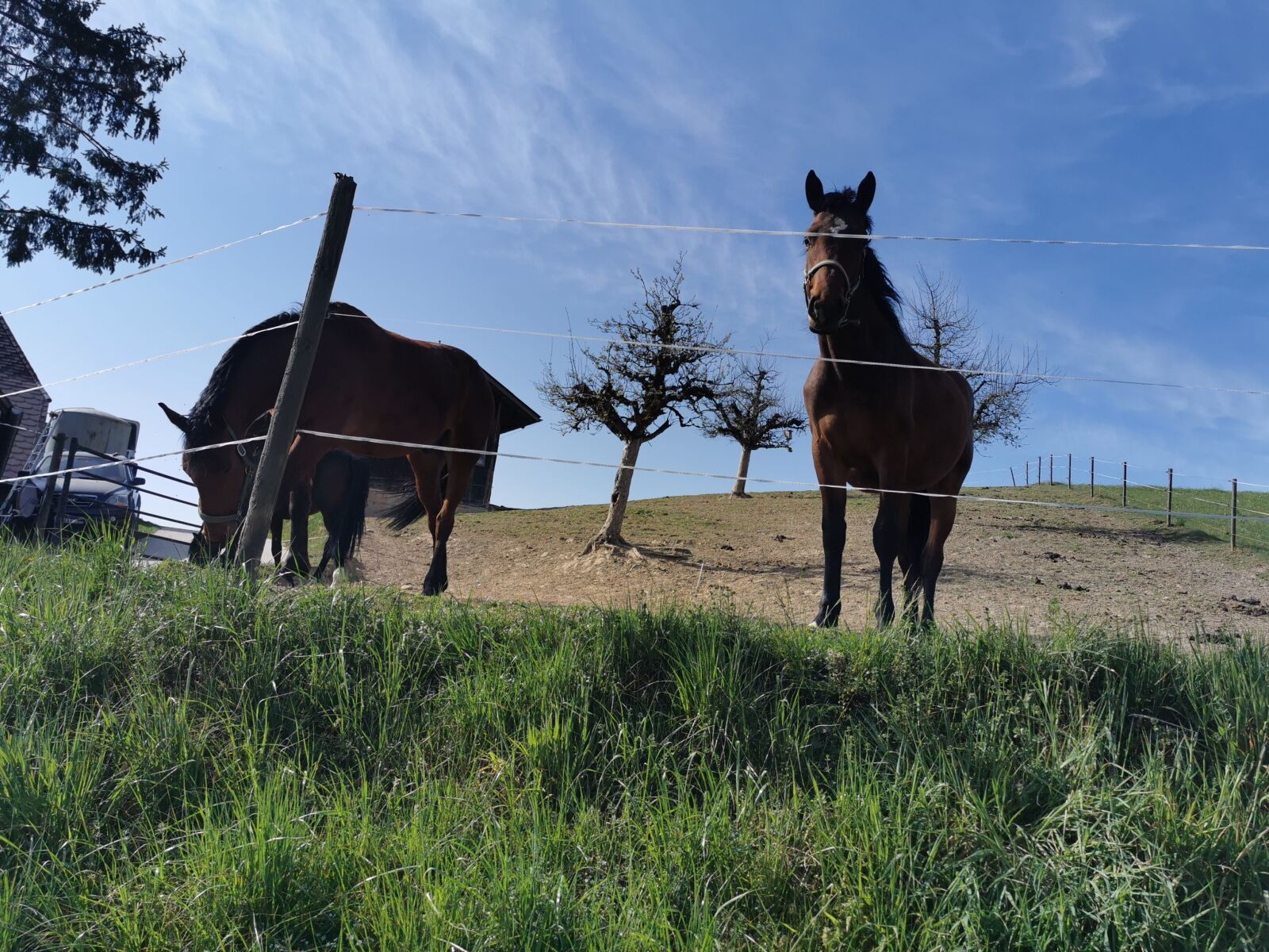HUAWEI P30 Pro sample photo. Horse, green, grass photography