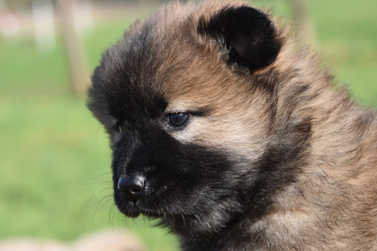 Nikon D5600 sample photo. Dog, bitch, pup photography