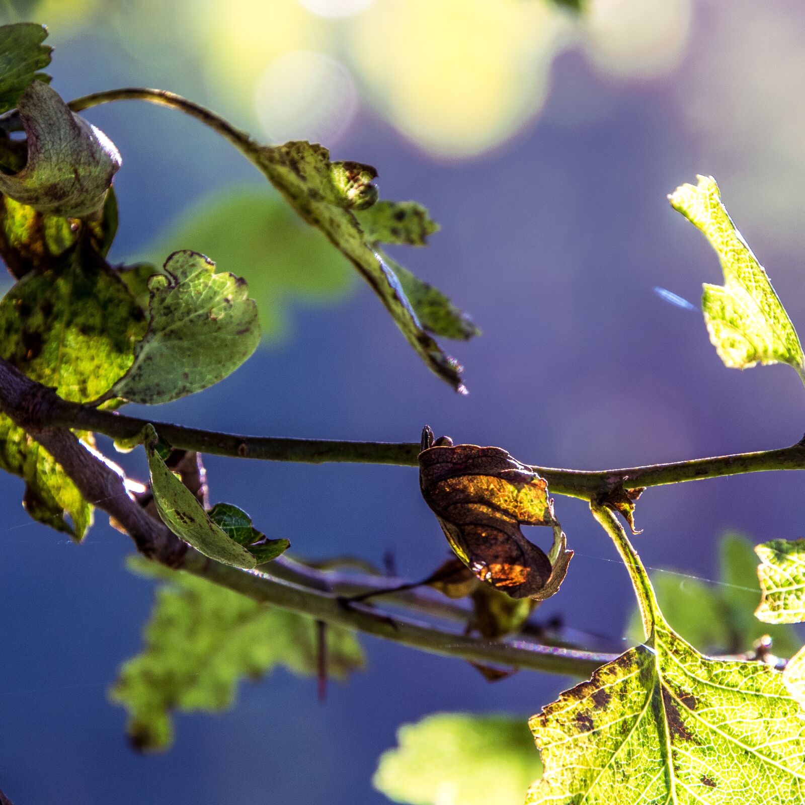 Nikon D3300 sample photo. Leaves, country, leaf photography