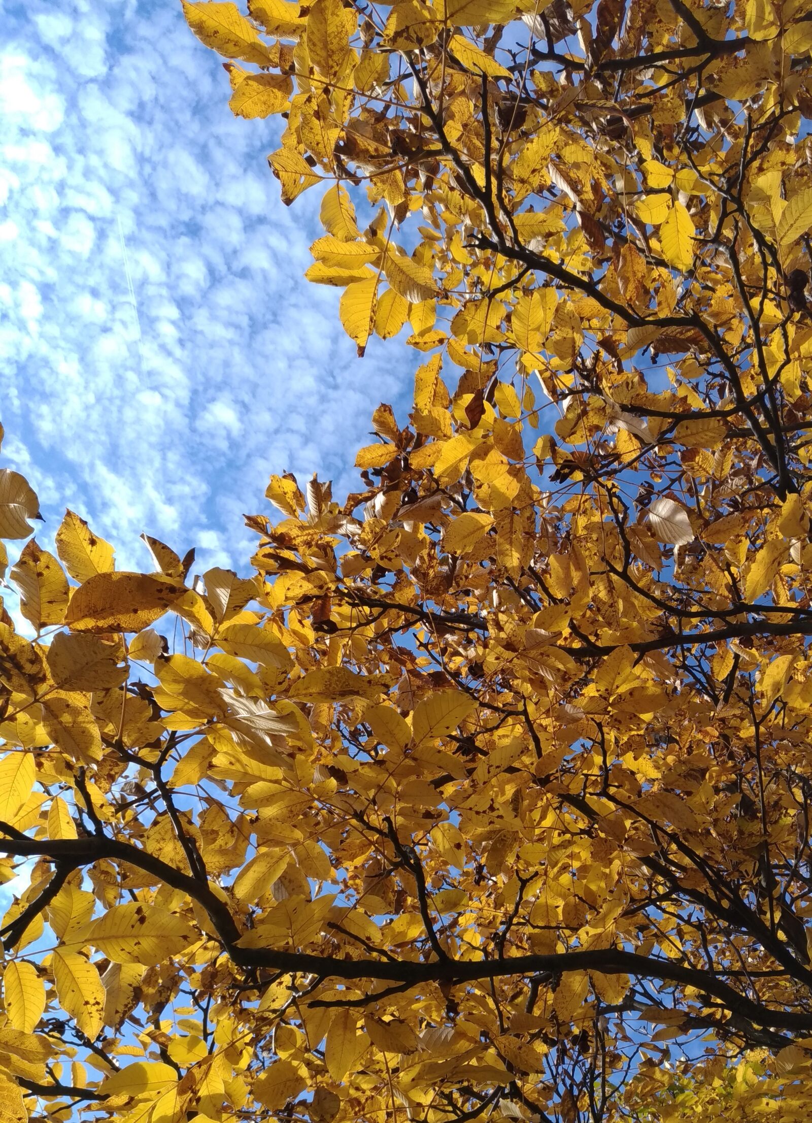ASUS ZenFone 3 (ZE520KL) sample photo. Autumn, foliage, sky photography