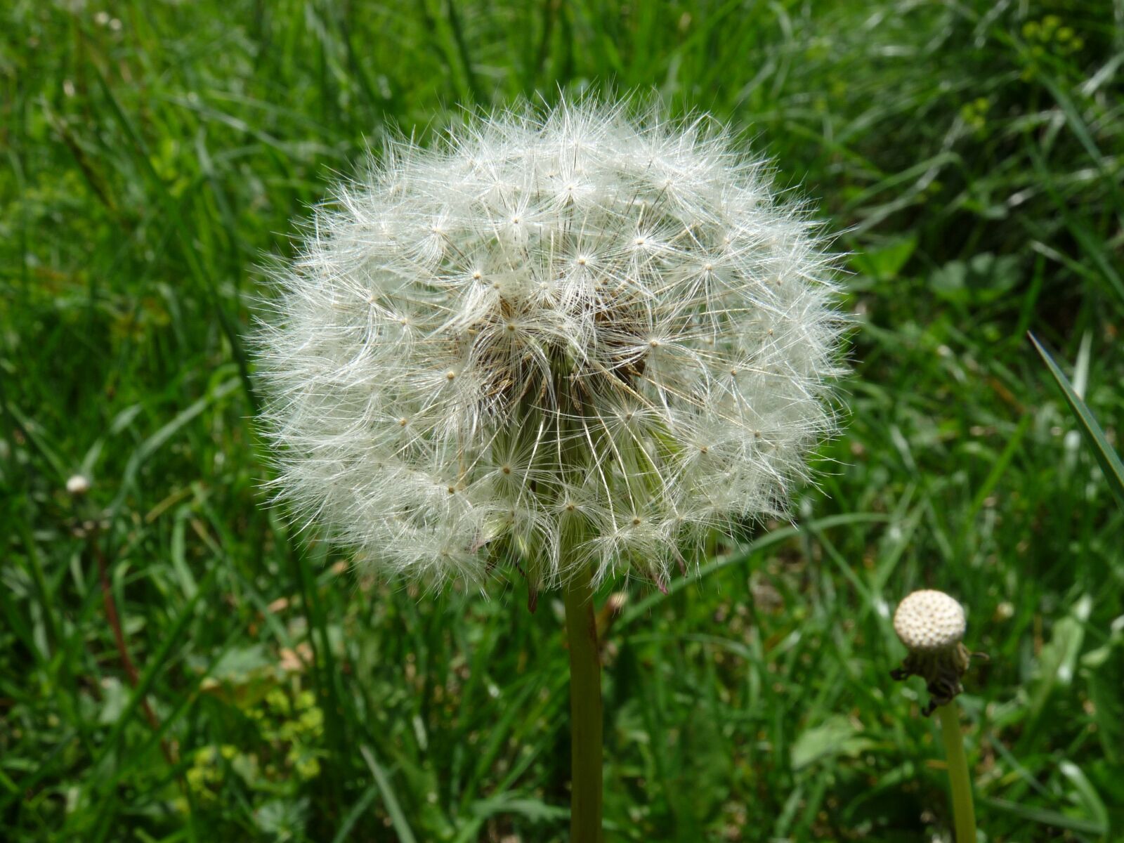 Panasonic Lumix DMC-FZ28 sample photo. Flower, dandelion, plant photography