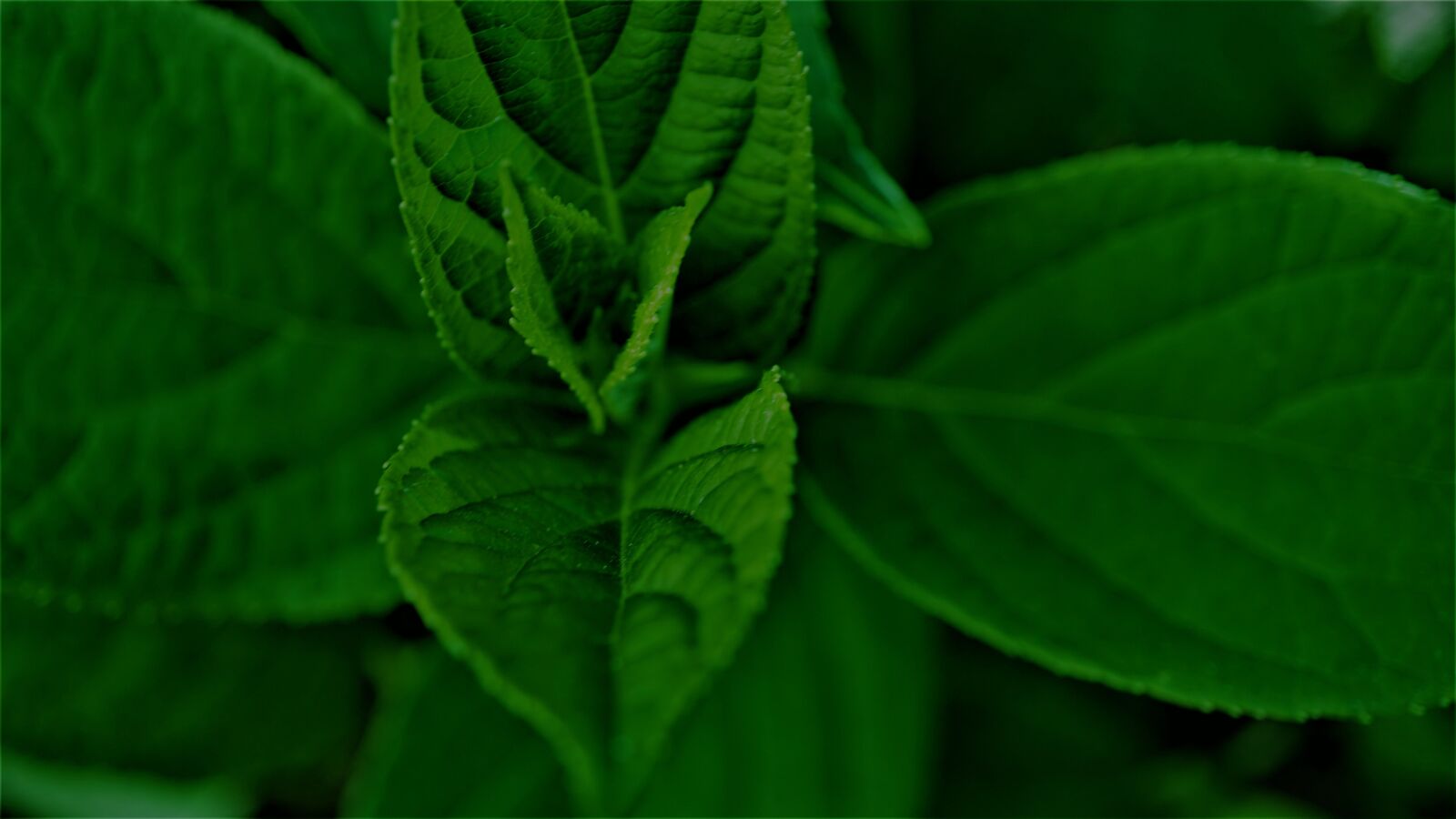 Sony a6000 + Sony E 30mm F3.5 Macro sample photo. Chlorophyll, leaves, green photography