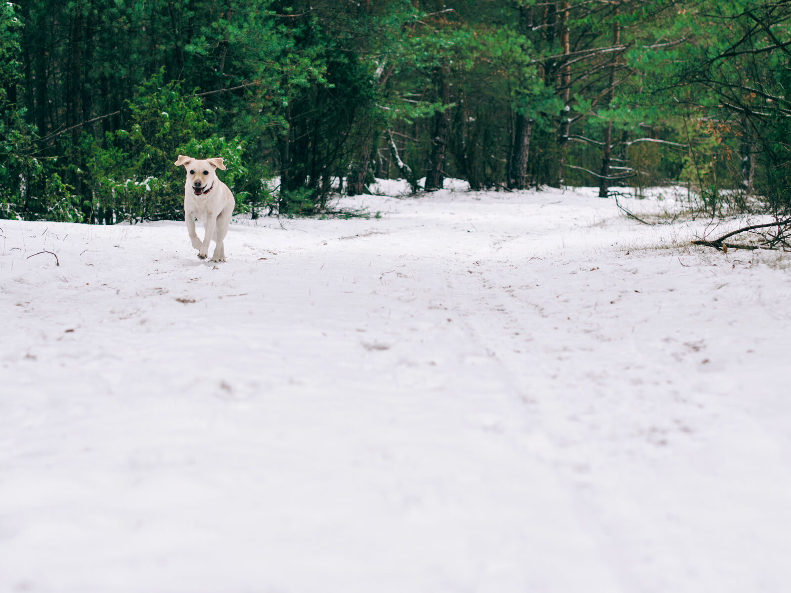 Olympus OM-D E-M5 sample photo. Bitch, dog, fibi, forest photography