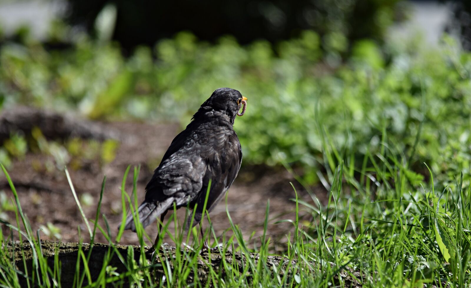Nikon D5300 sample photo. Starling, bird, nature photography