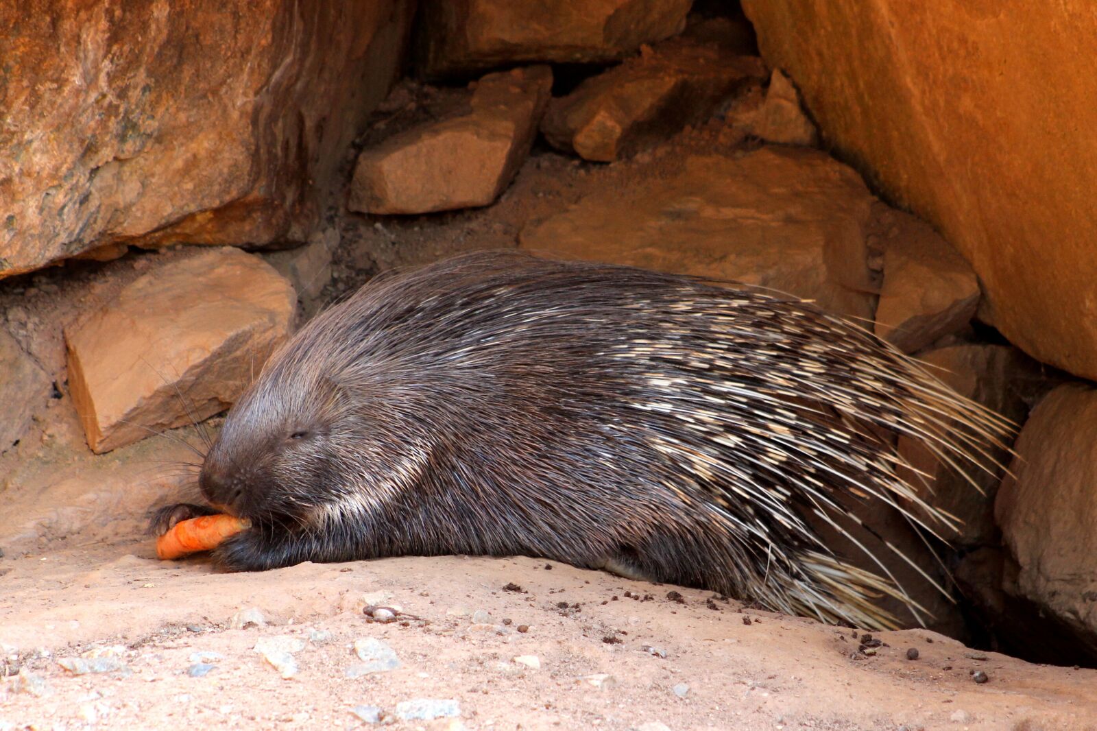 Canon EOS 600D (Rebel EOS T3i / EOS Kiss X5) sample photo. Porcupine, animal, mammal photography