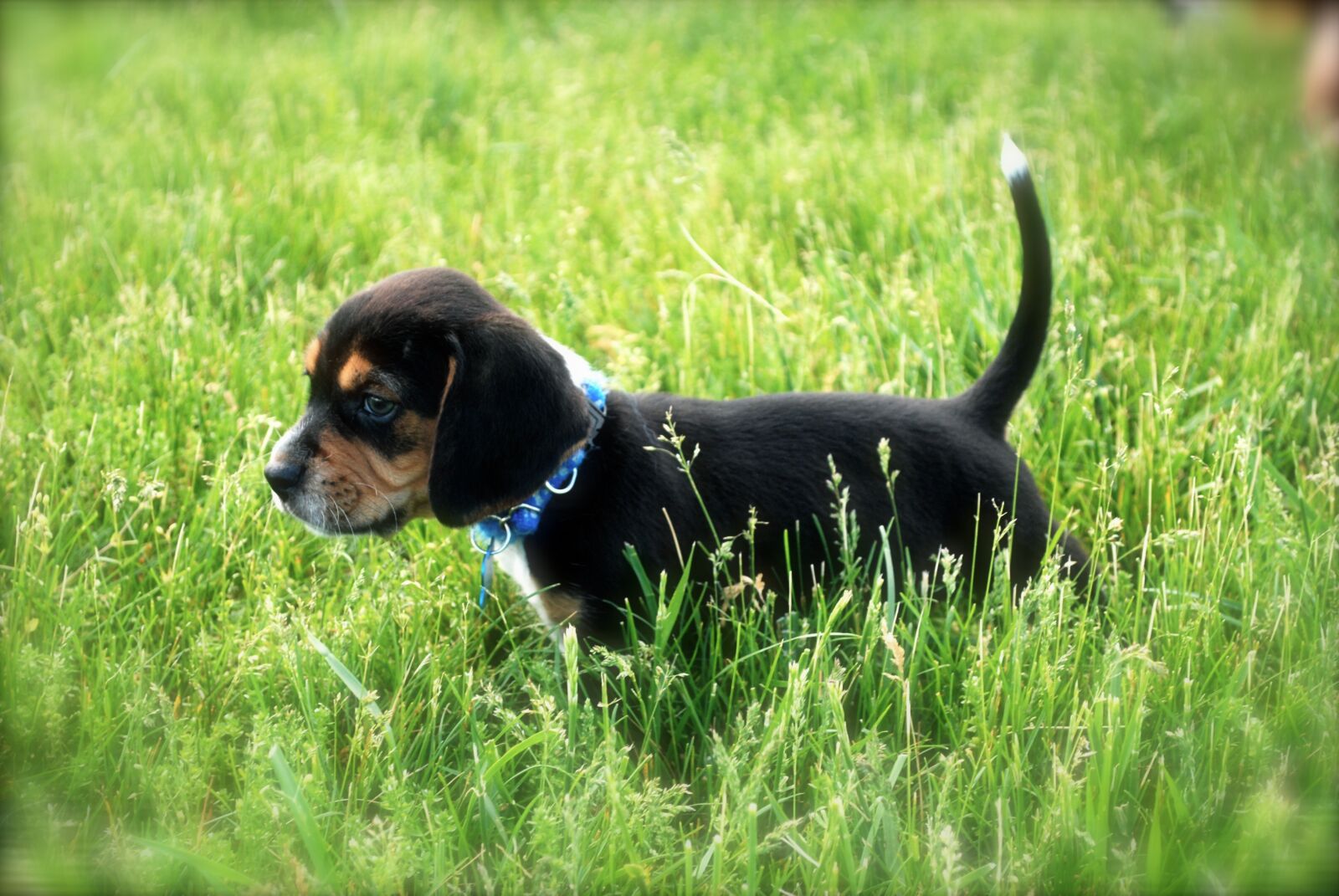 Nikon D60 sample photo. Dog, beagle, puppy photography