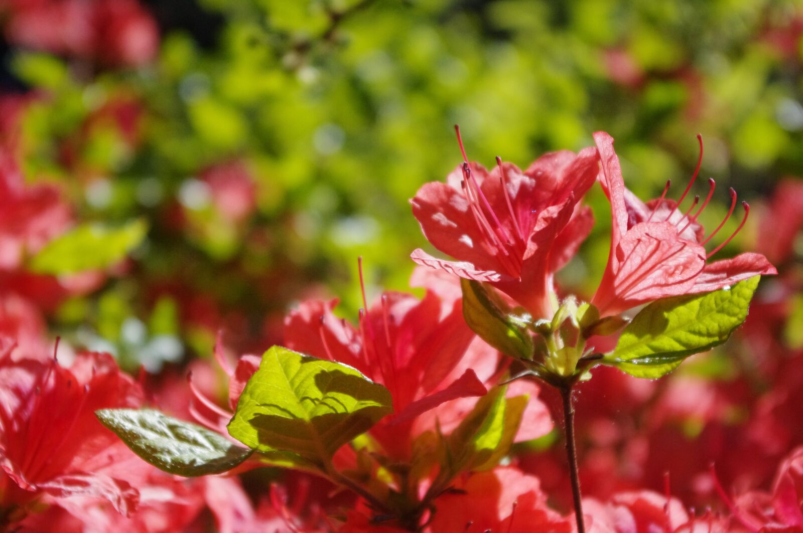 Pentax K-r sample photo. Azalea, flower, orange photography