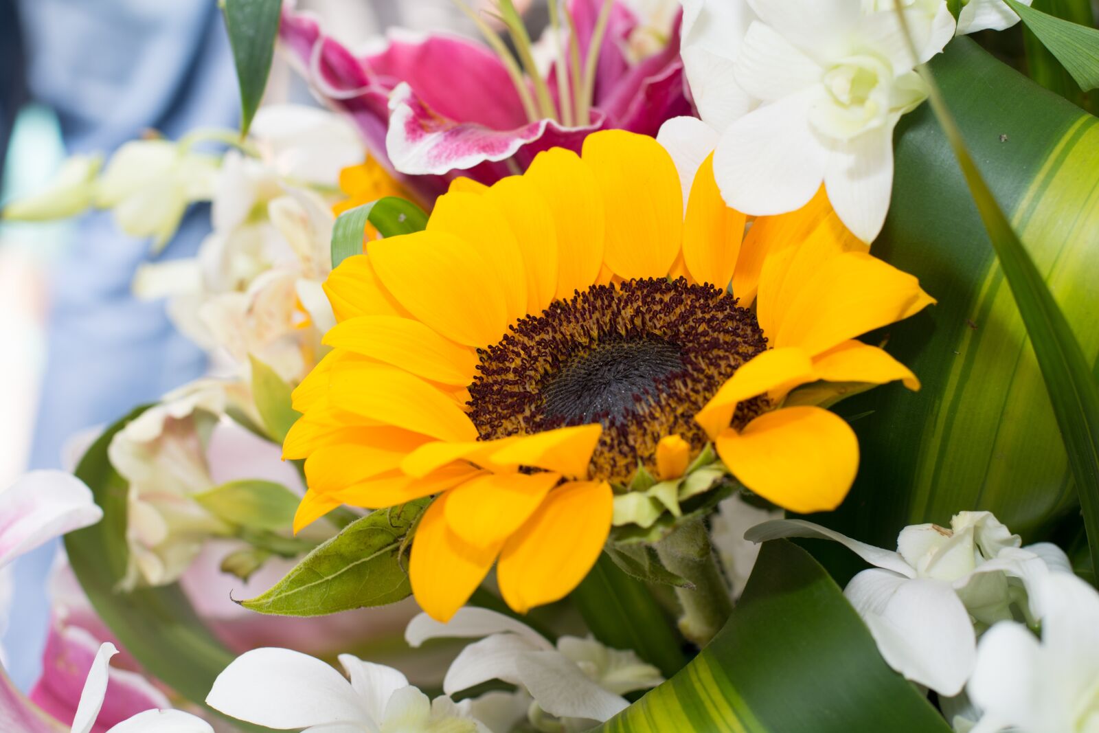 Nikon D7100 sample photo. Sunflower, flower, bloom photography