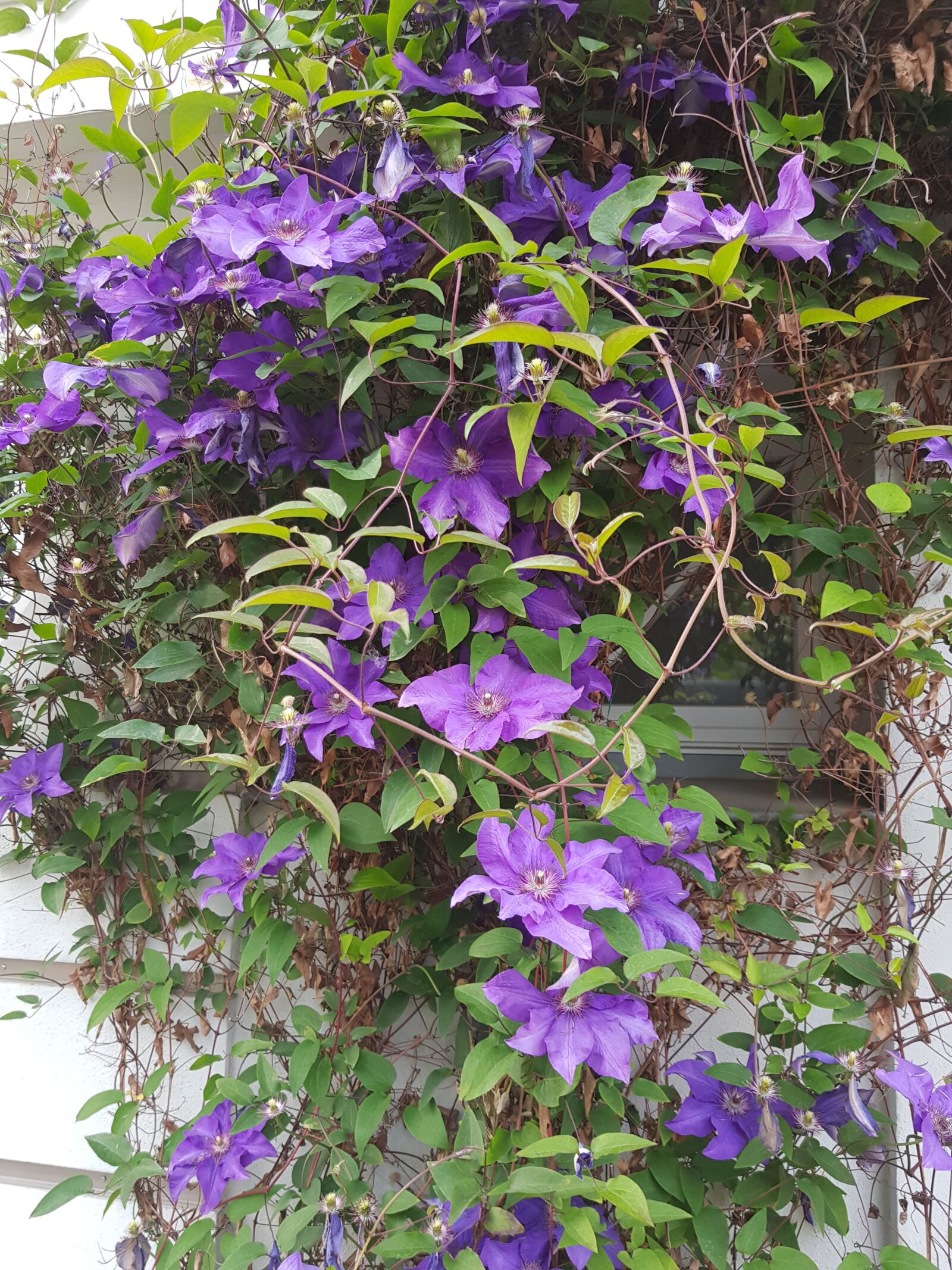 Samsung Galaxy S8 sample photo. Flowers, srping, violet photography
