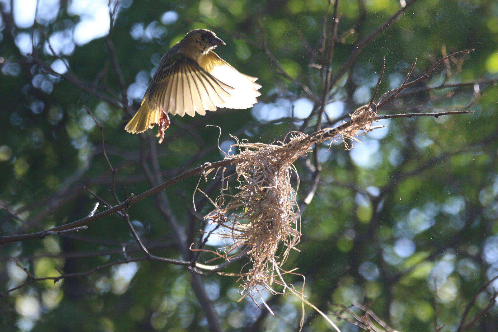 Canon EOS 7D Mark II sample photo. Air, animal, bird, branch photography