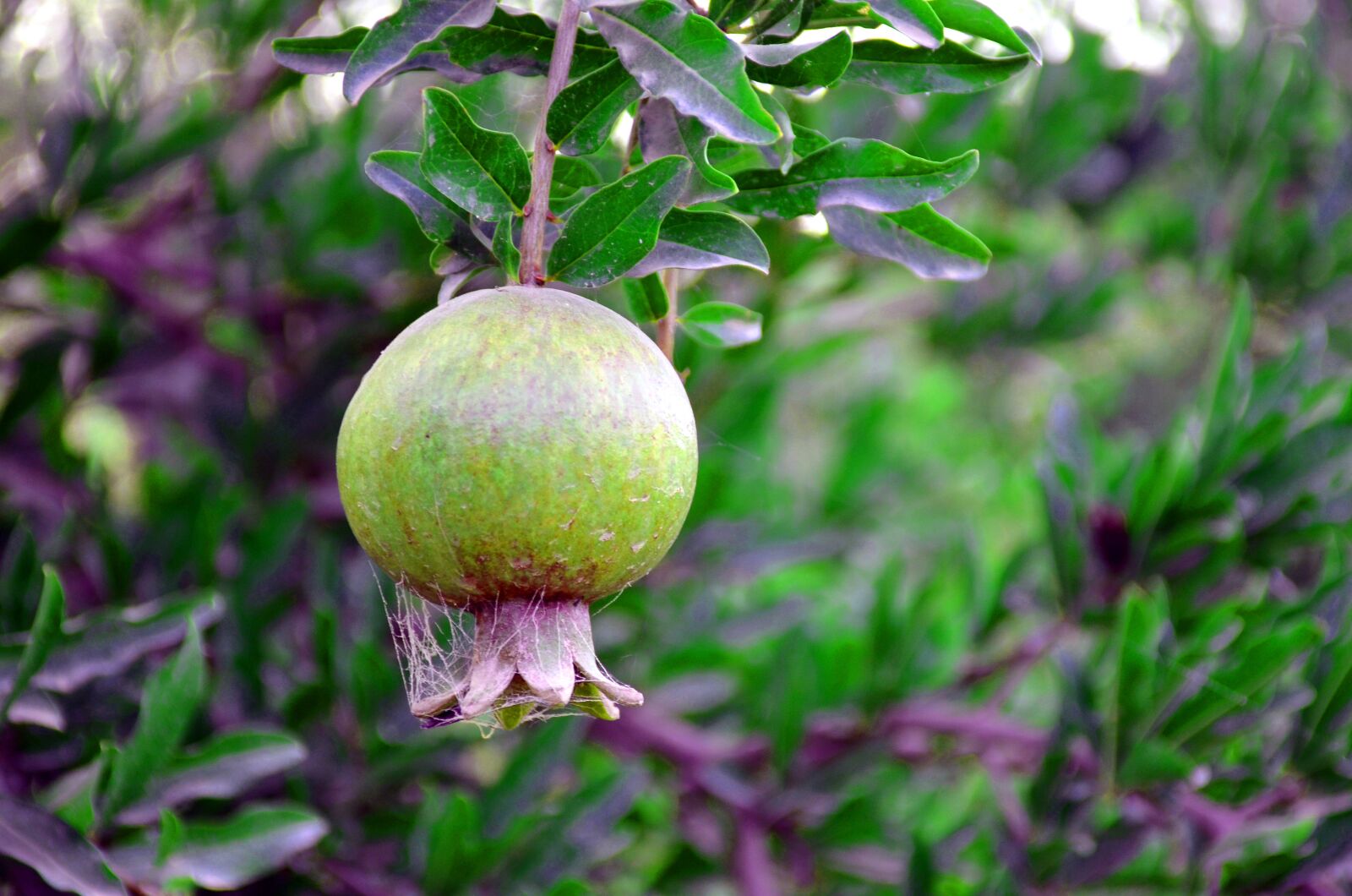 Nikon D7000 sample photo. Pomegranate on the tree photography