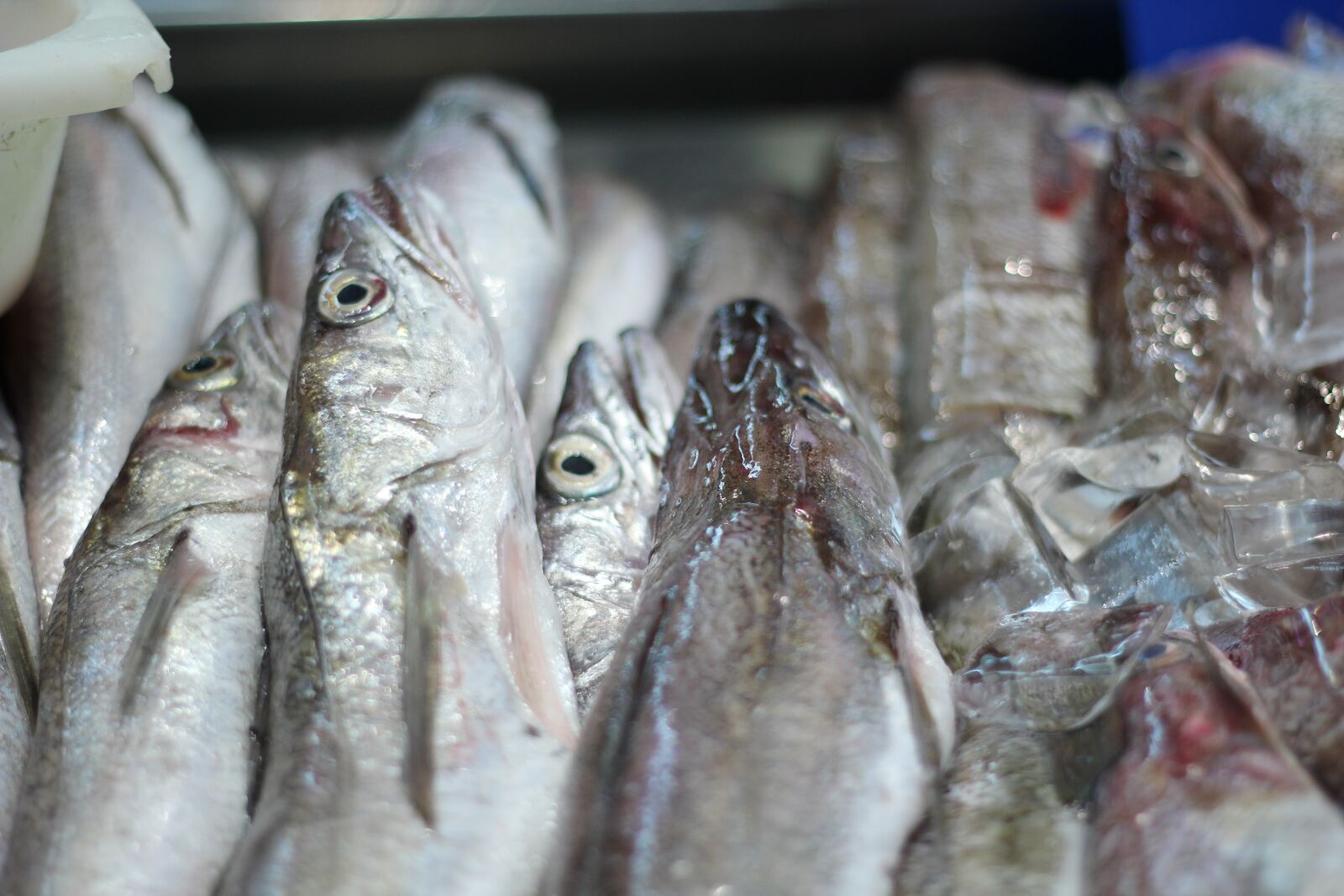 Canon EOS 550D (EOS Rebel T2i / EOS Kiss X4) sample photo. Seafood, fish, market photography
