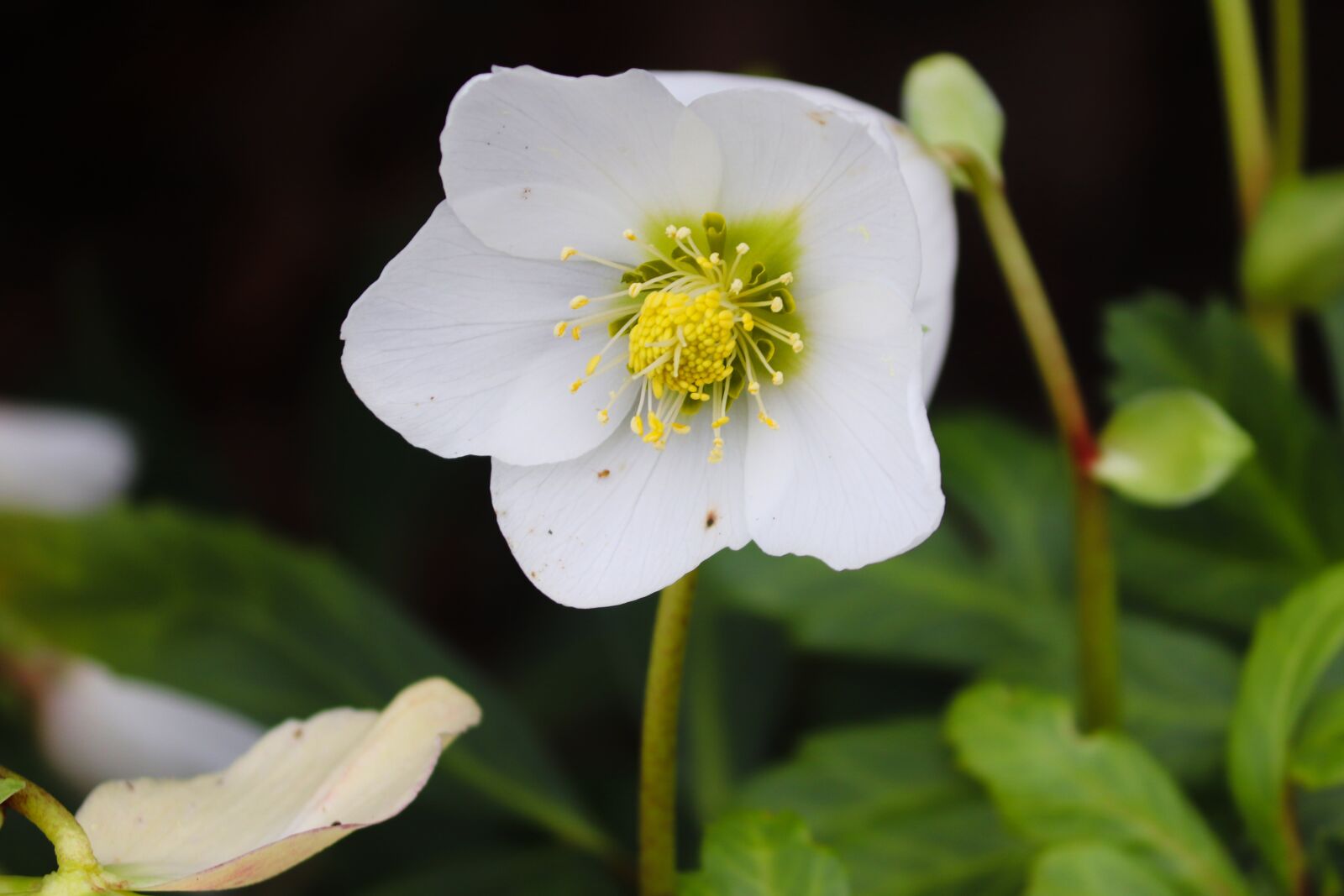 Canon EOS 200D (EOS Rebel SL2 / EOS Kiss X9) sample photo. Anemone, white, blossom photography