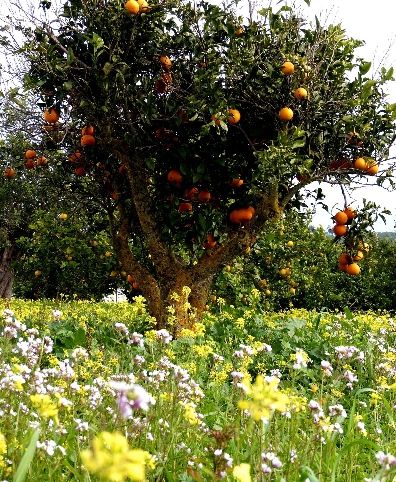 Panasonic DMC-FZ62 sample photo. Oranges, orange tree, flowers photography