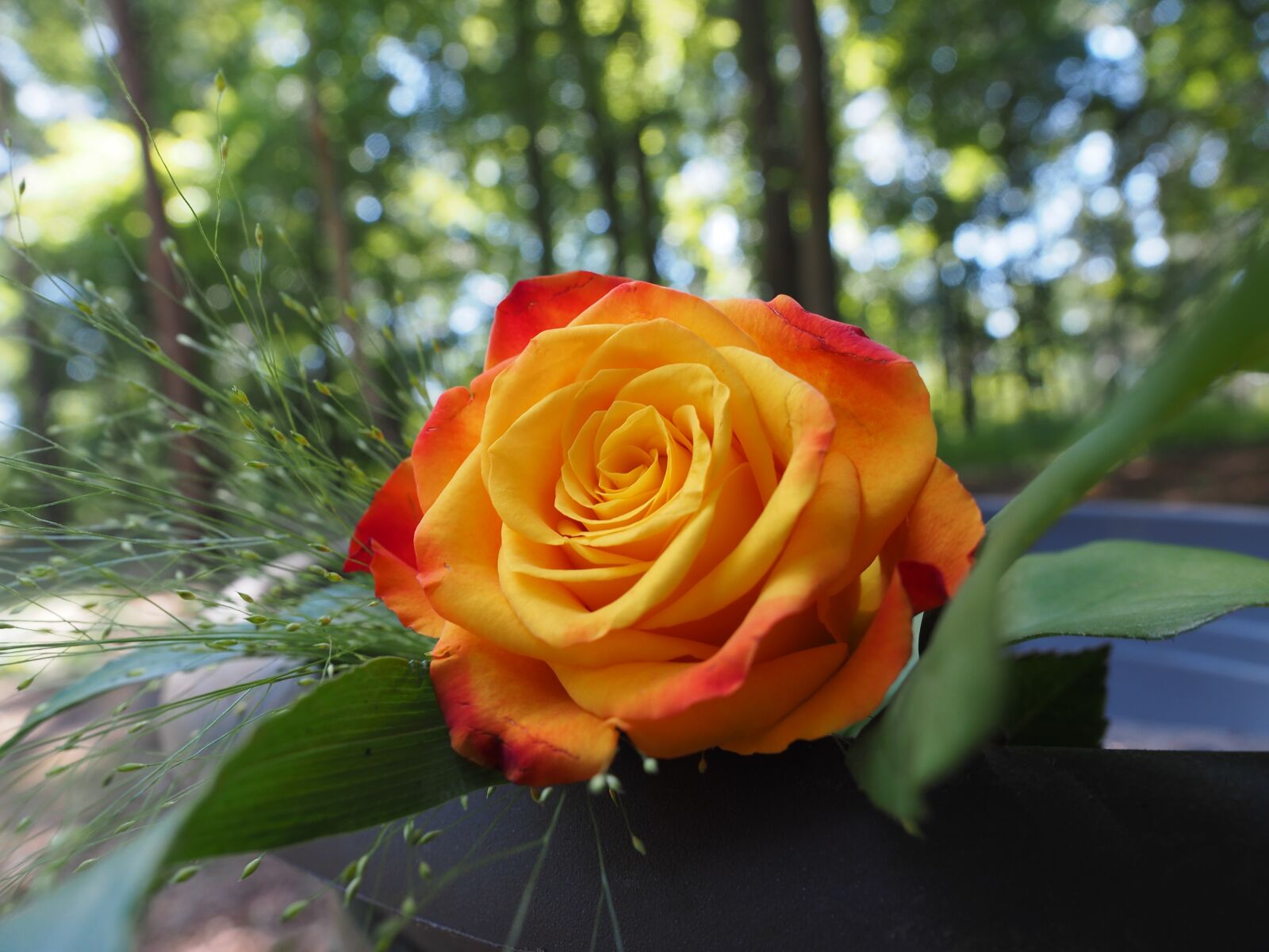 Olympus OM-D E-M5 II + Olympus M.Zuiko Digital ED 12-40mm F2.8 Pro sample photo. Rose, close up, blossom photography