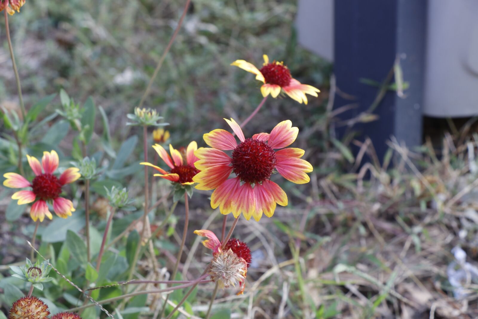 Canon EF-S 18-135mm F3.5-5.6 IS USM sample photo. 花卉, 校园, 景物 photography