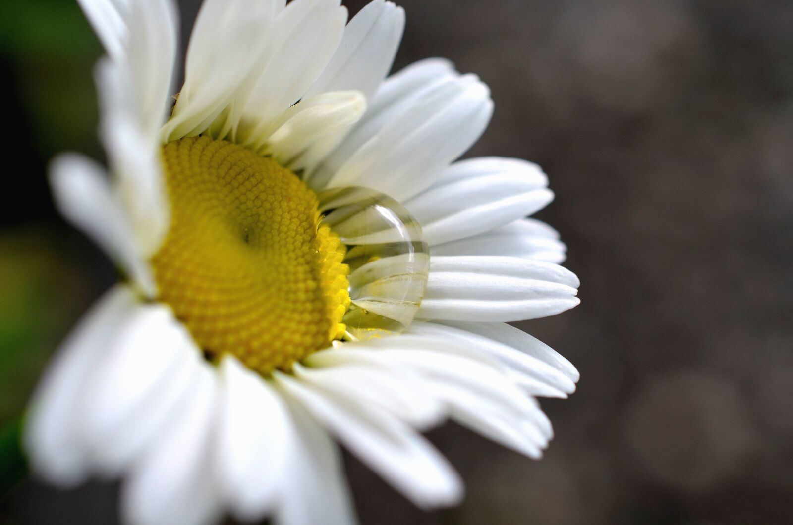 Nikon D5100 sample photo. Daisy, petal, flower, drop photography