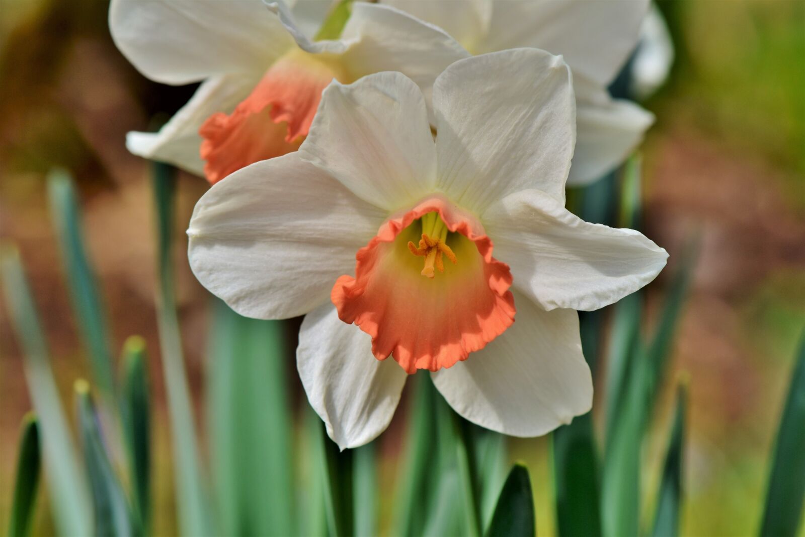 Nikon D7200 sample photo. Narcissus, flower, blossom photography