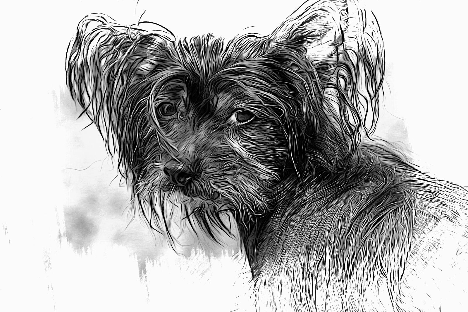 Sony SLT-A58 sample photo. Dog, chinese crested dog photography