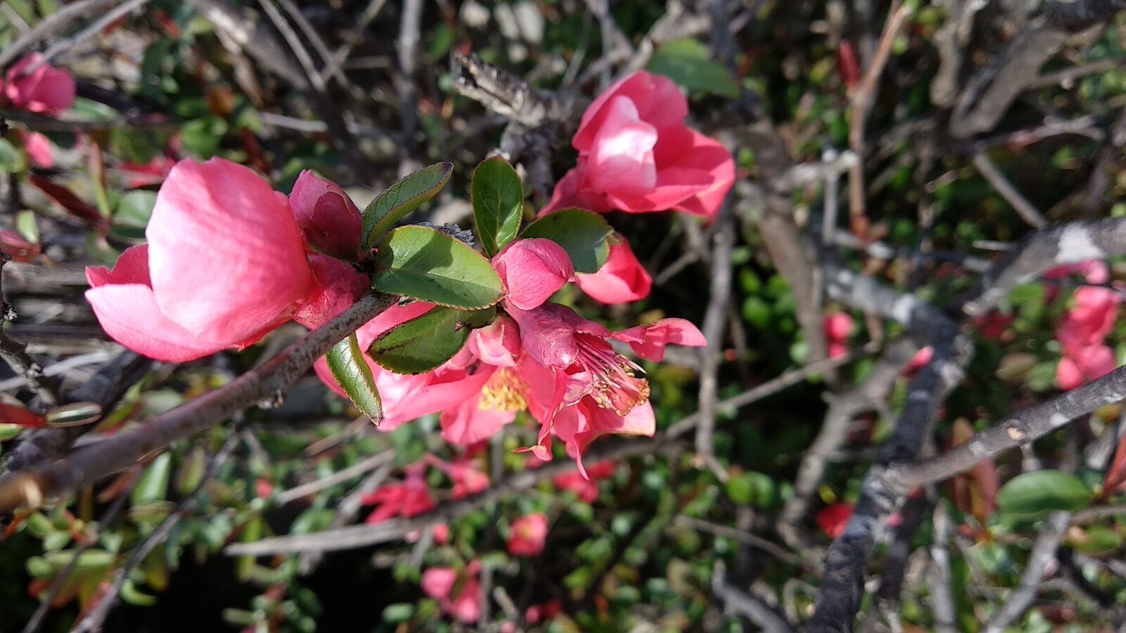 Xiaomi Mi A1 sample photo. Nature, flower, plant photography