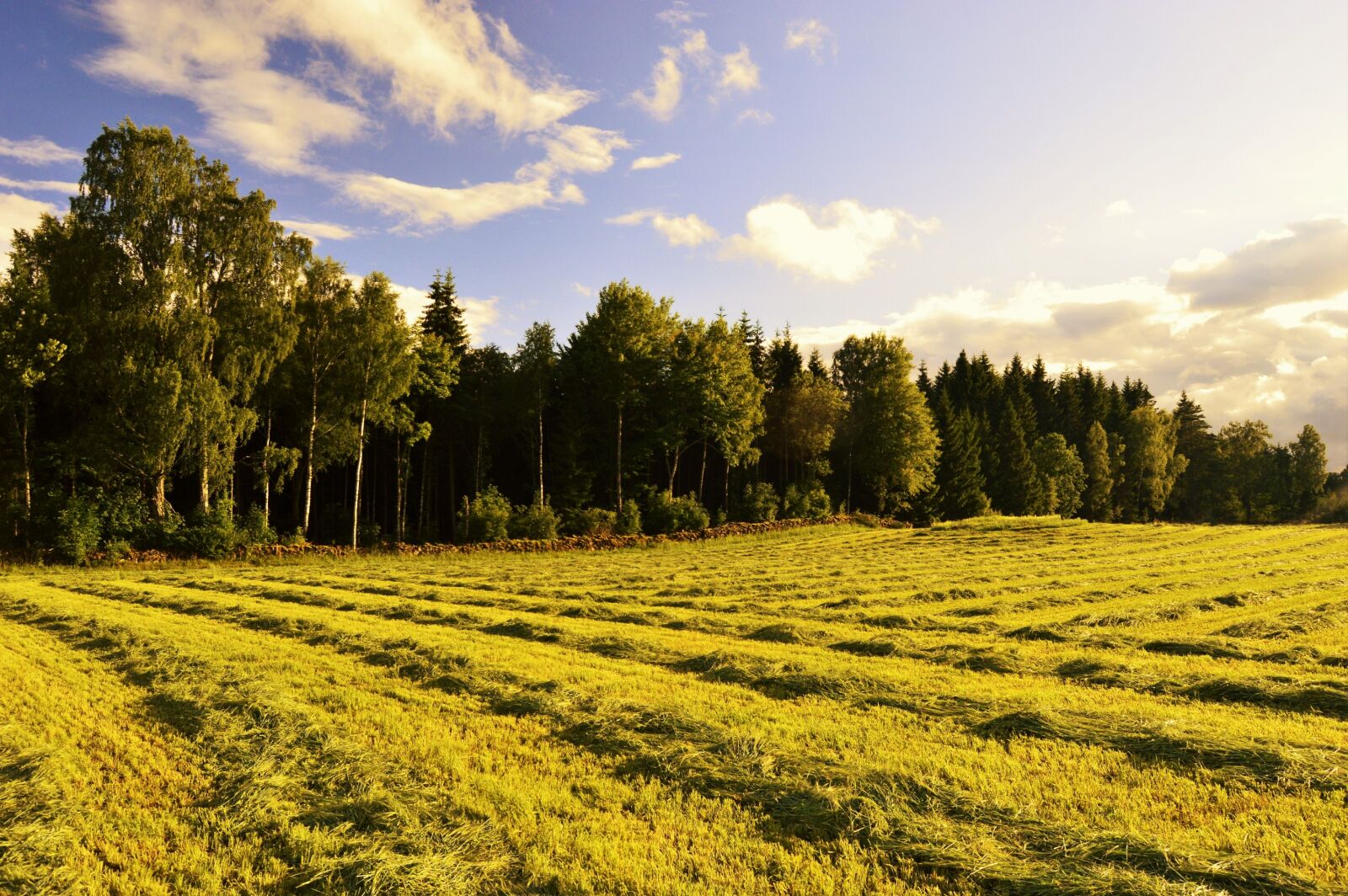 Nikon D3200 sample photo. Blue, clouds, field, grass photography