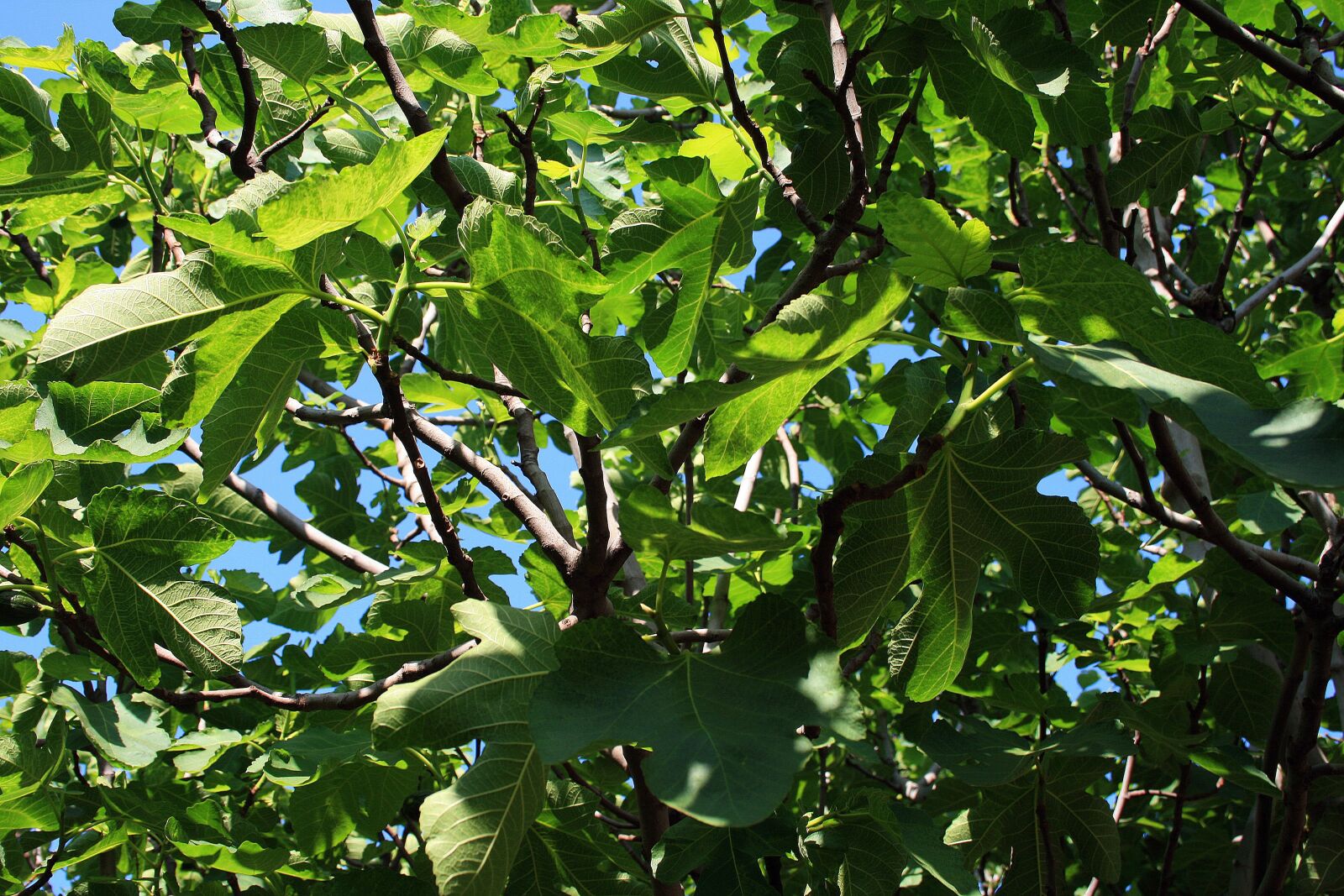 Canon EOS 400D (EOS Digital Rebel XTi / EOS Kiss Digital X) sample photo. Fig, tree, branches photography