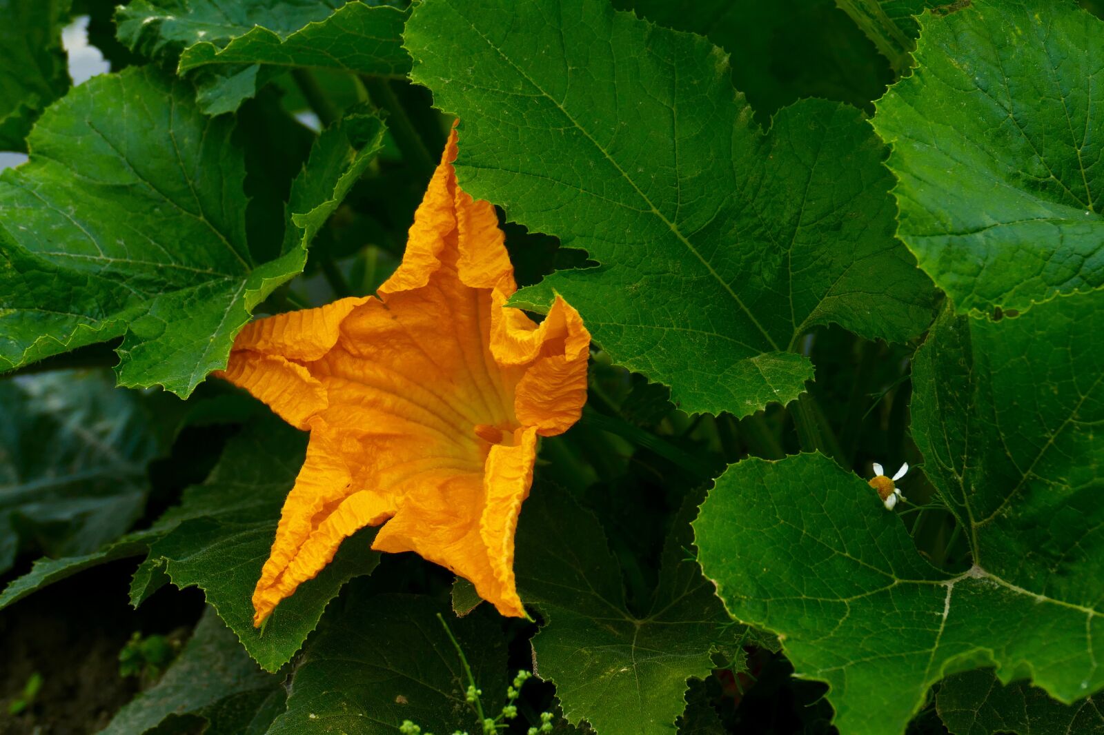 Panasonic Lumix DMC-FZ1000 sample photo. Flower, bloom, orange photography