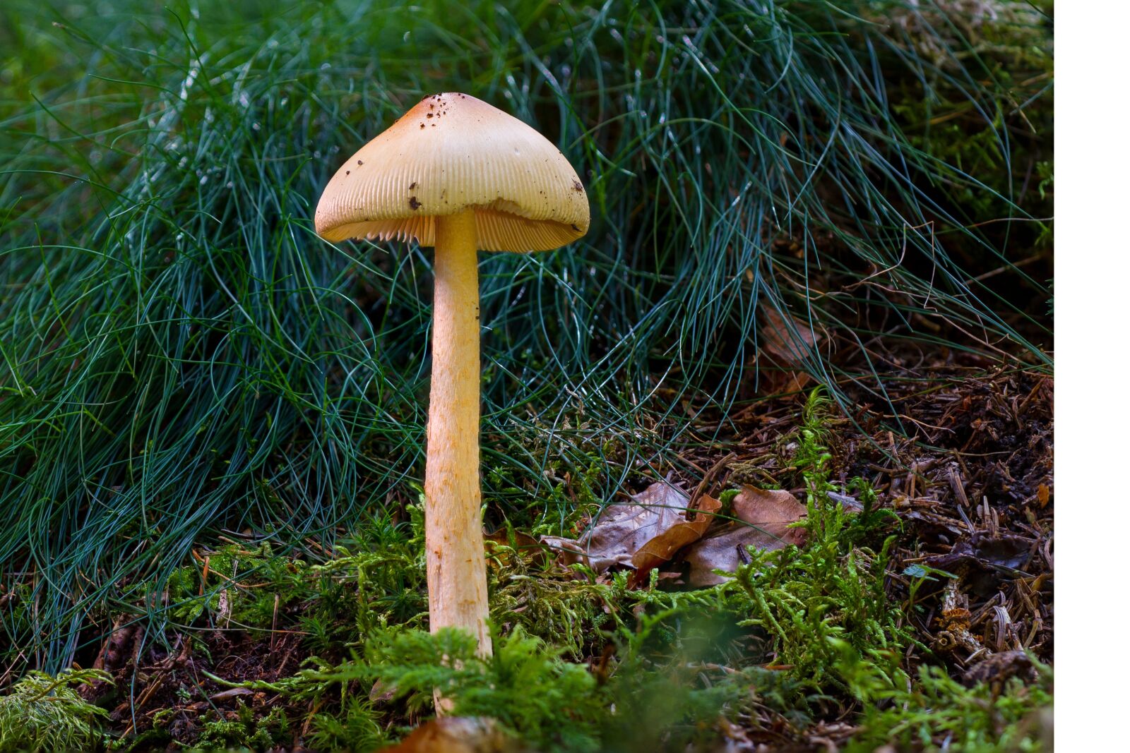 Canon EOS 7D sample photo. Mushroom, forest mushroom, yellowish photography