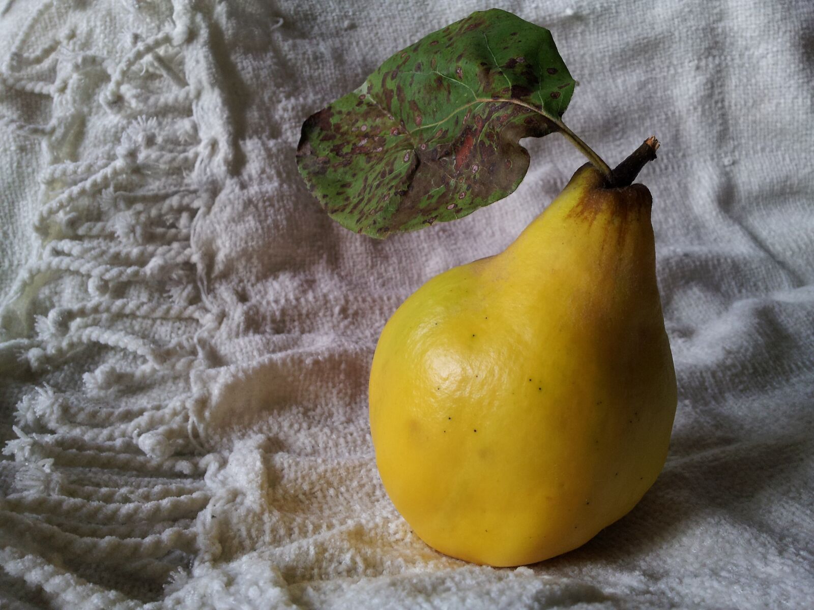 Samsung Galaxy S2 sample photo. Quince, still life, food photography