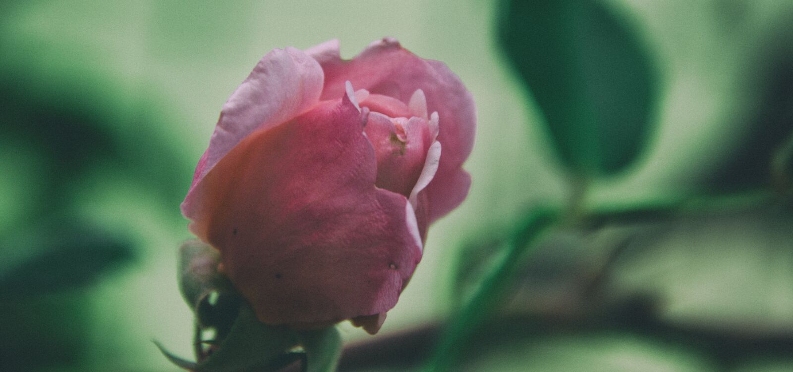 Nikon D7000 sample photo. Rose, flower, petals photography