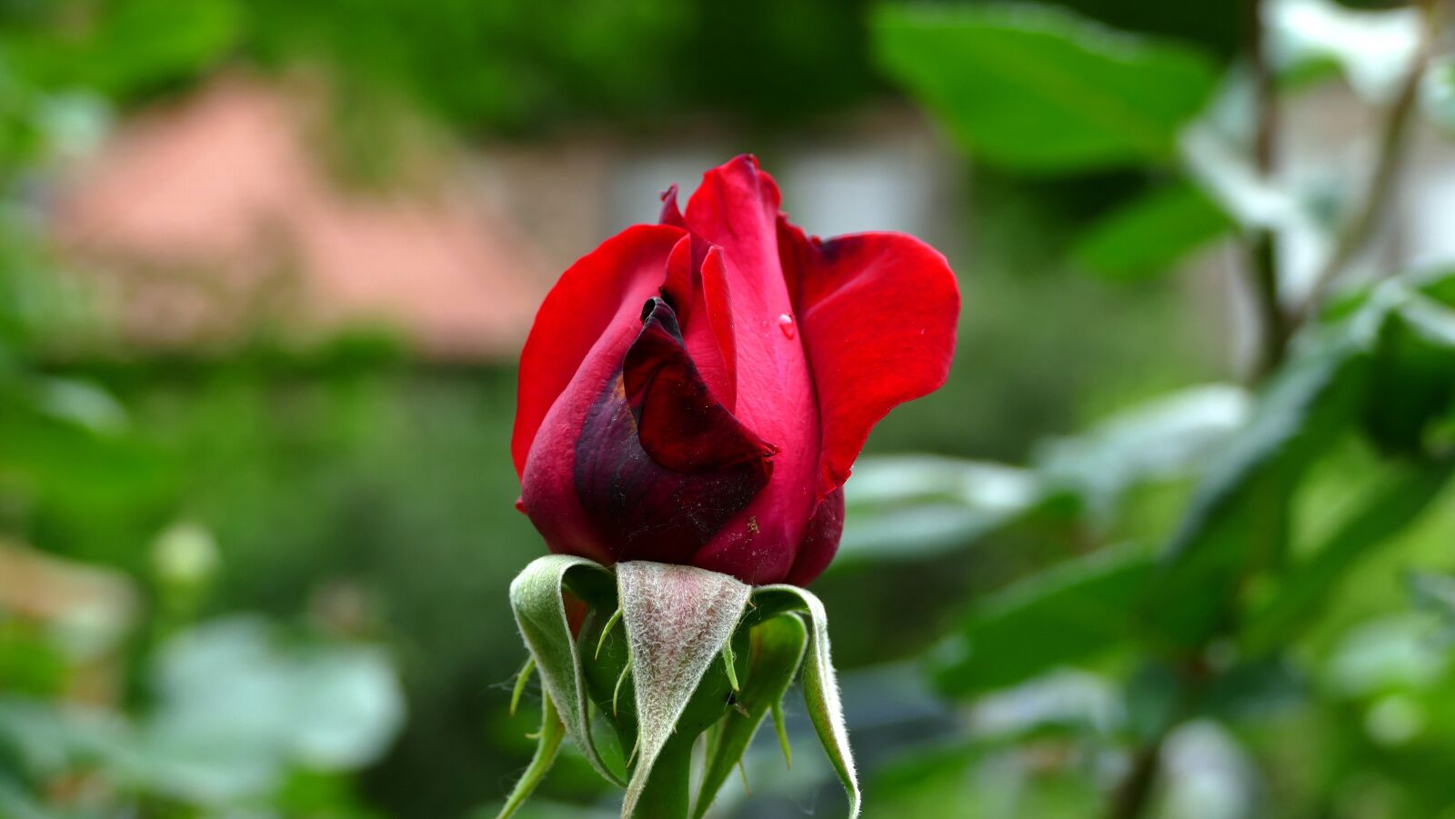 Panasonic Lumix DMC-FZ1000 sample photo. Rose, blossom, bloom photography