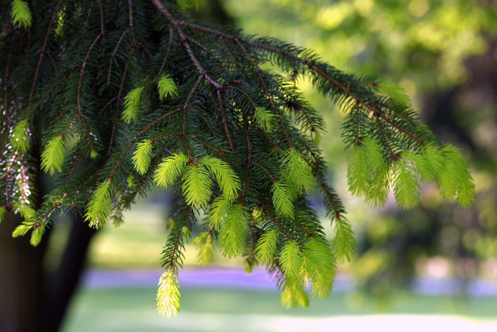 Pentax K-S2 sample photo. Spruce, twigs, young photography