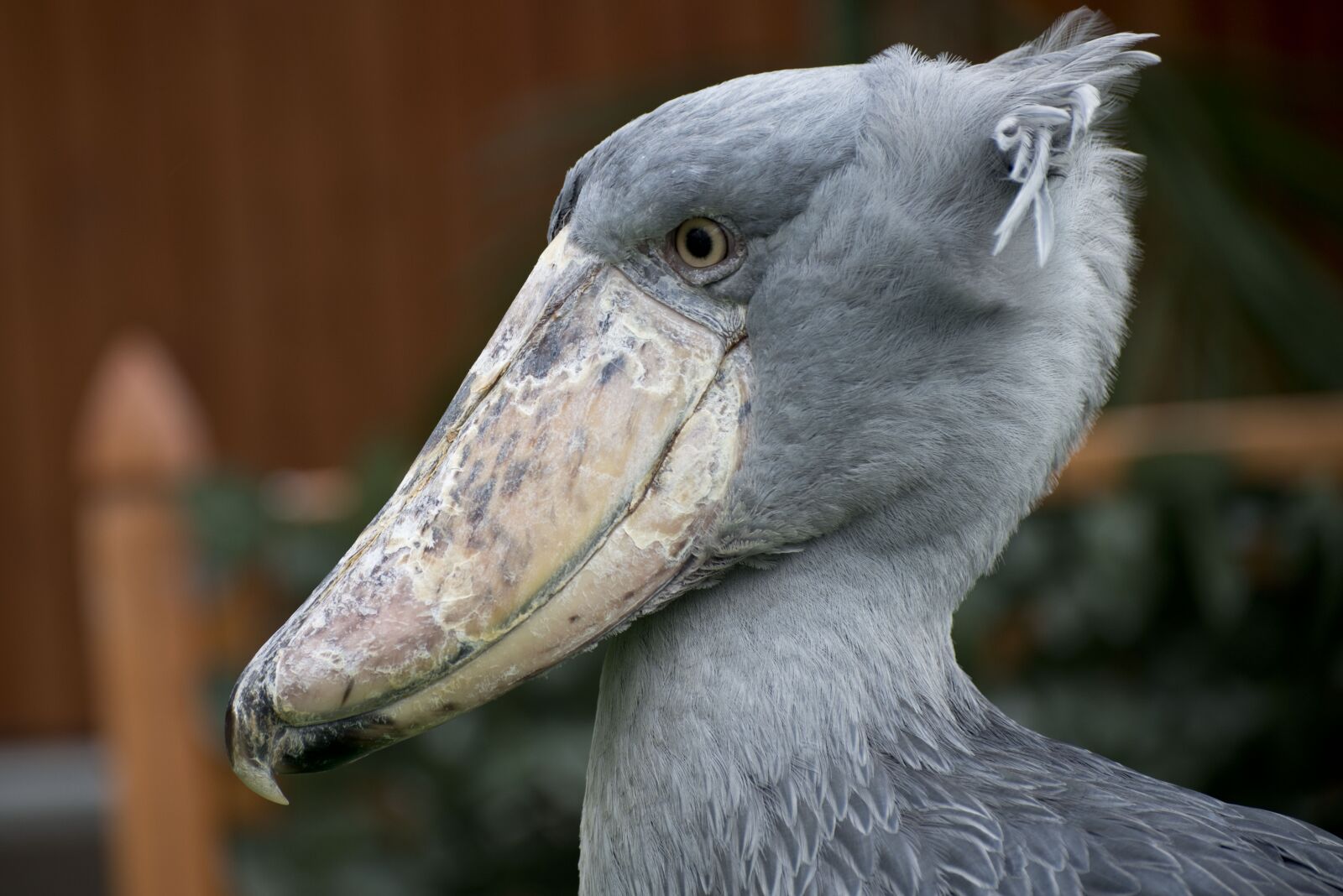 Nikon D800 sample photo. Town, bird, feathers photography