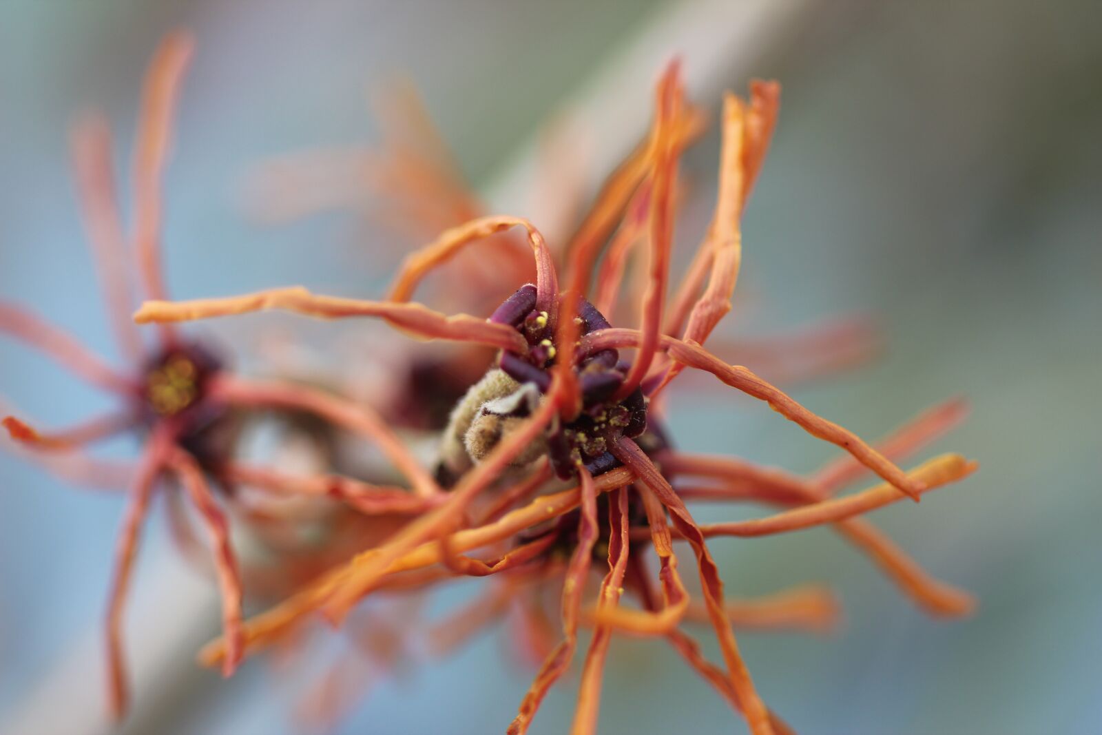 Canon EOS 600D (Rebel EOS T3i / EOS Kiss X5) sample photo. Hamamelis, winter, flower photography