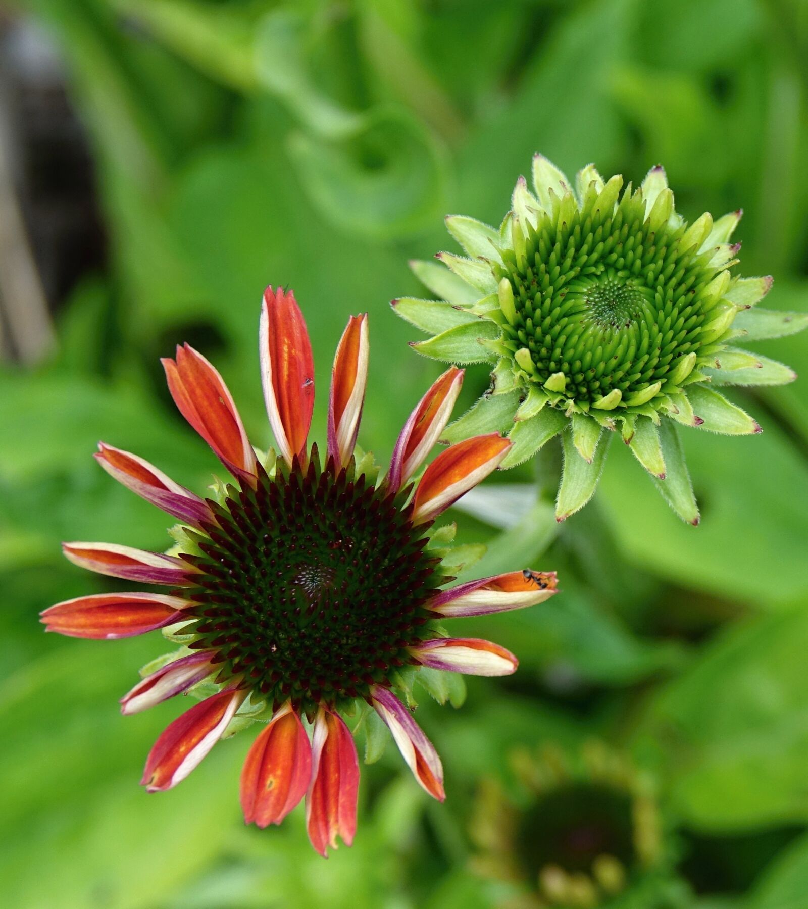 Sony Cyber-shot DSC-RX10 III sample photo. Flower, plant, flowers photography