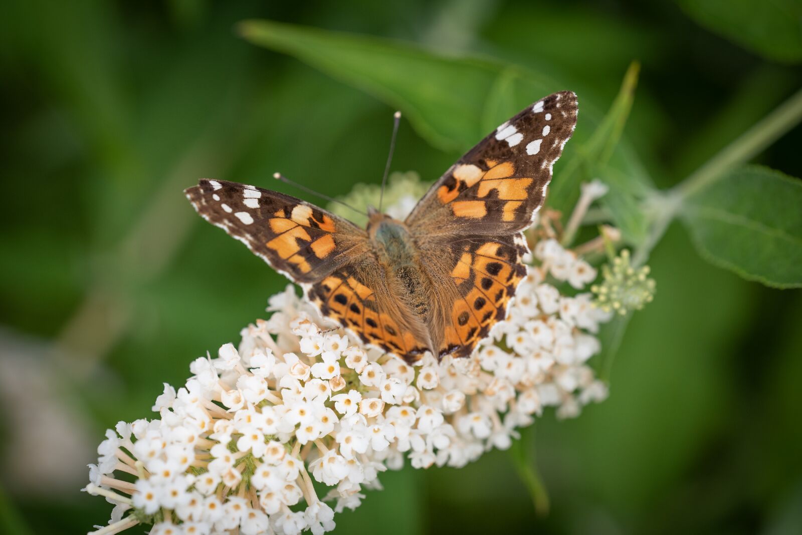 Nikon D750 sample photo. Butterfly, edelfalter, butterflies photography