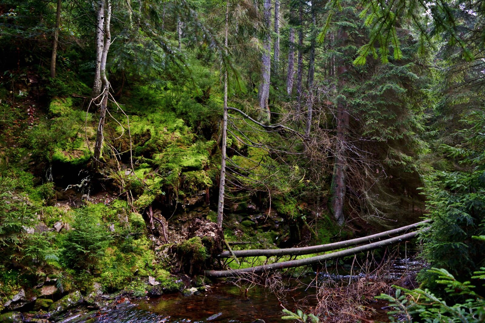Nikon D5200 sample photo. Nature, forest, national park photography
