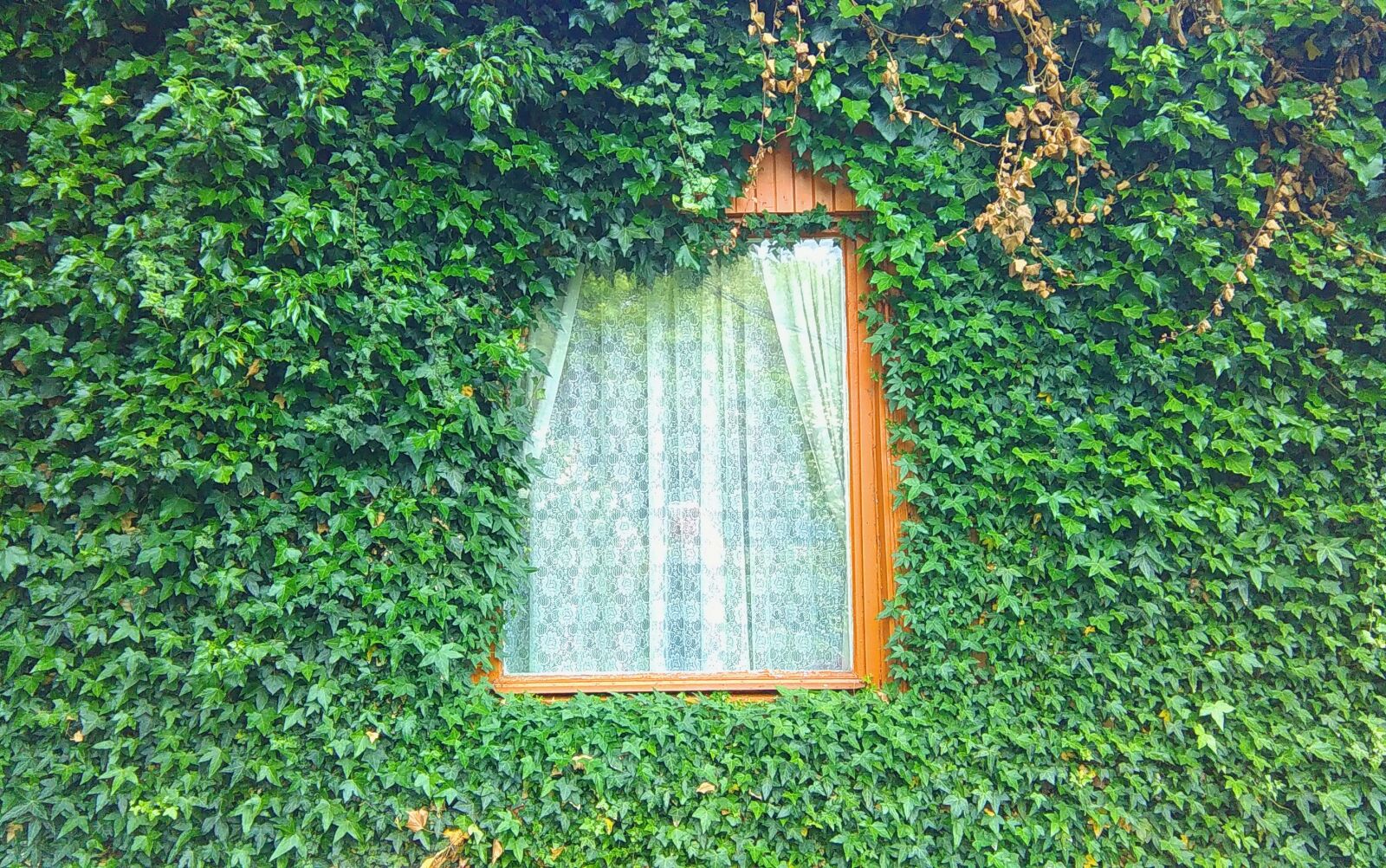 HTC DESIRE 620 sample photo. Green, plant, window, wooden photography