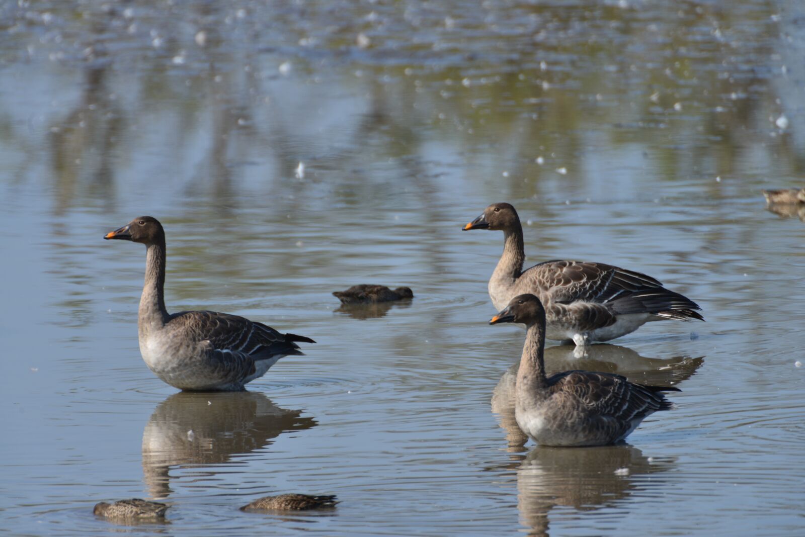 Nikon D800 sample photo. Bird, pond, geese photography