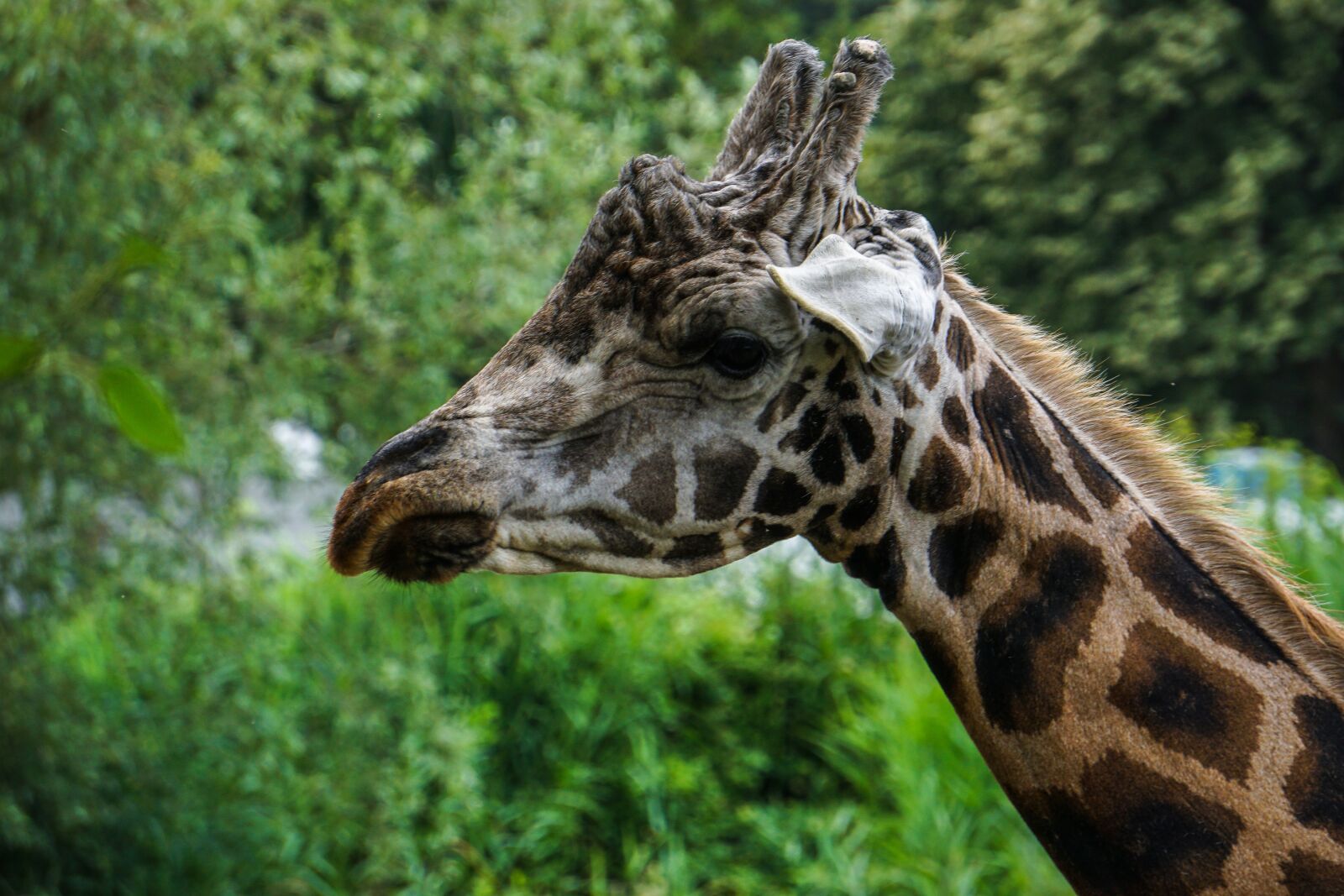 Sony a6000 sample photo. Giraffe, zoo, animal portrait photography