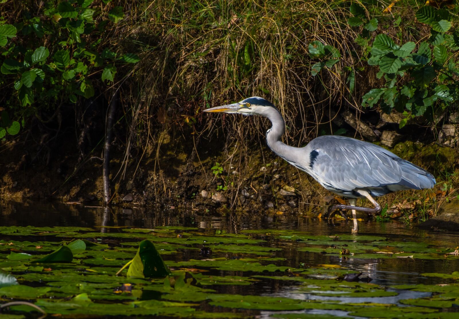 Nikon D7200 sample photo. Bird, grey heron, fauna photography