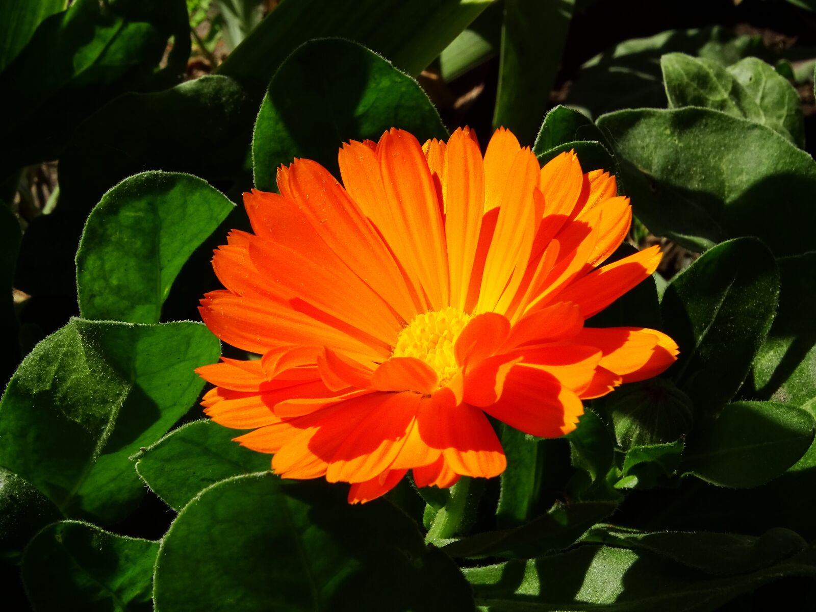 Sony Cyber-shot DSC-HX400V sample photo. Flower, nature, orange photography