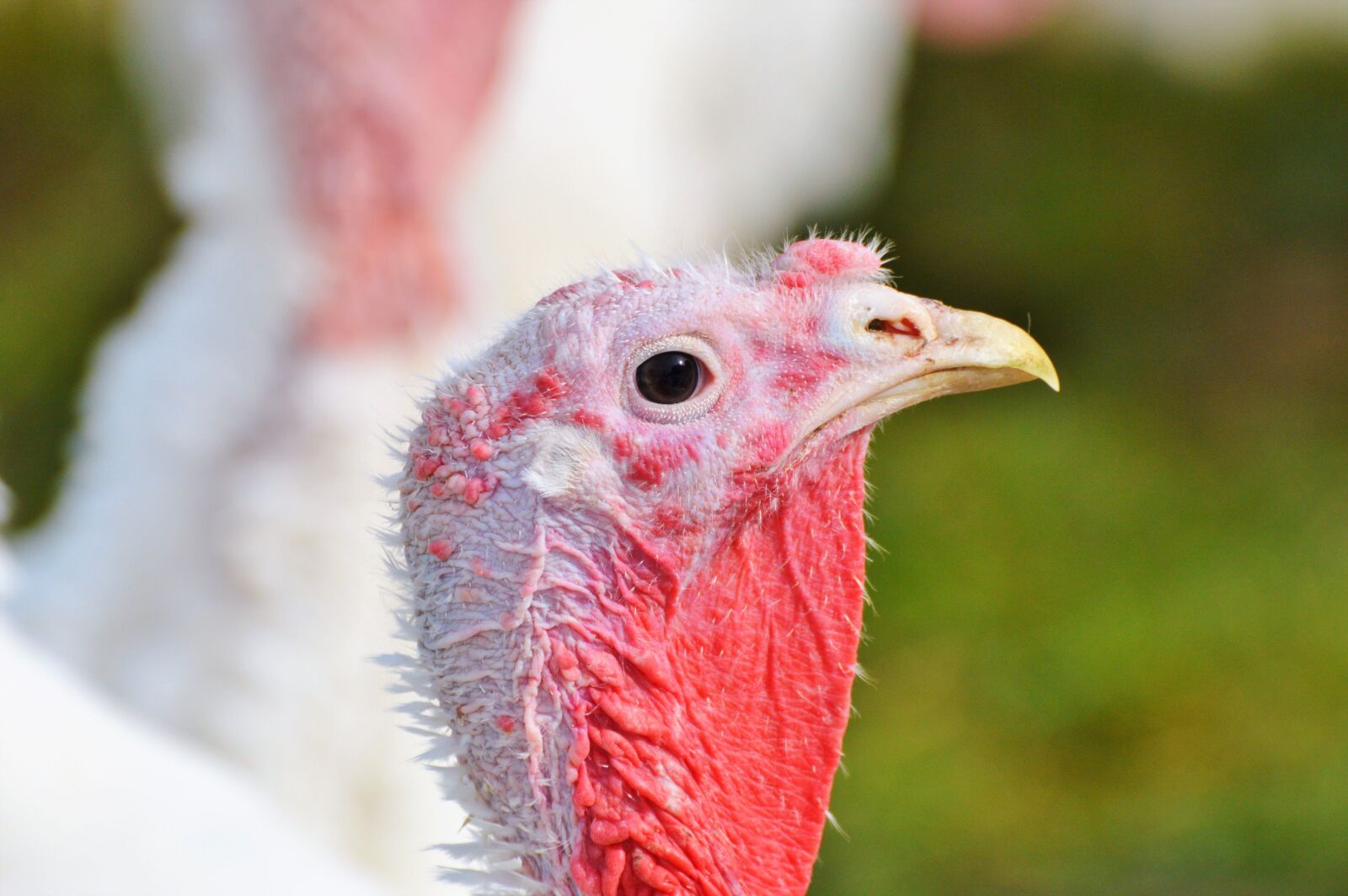 Nikon D3200 sample photo. Turkeys, birds, plumage photography