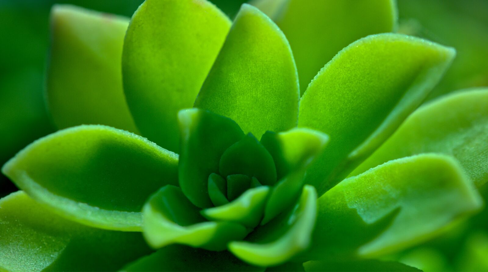 Nikon D7200 sample photo. Green, succulent plant, nature photography