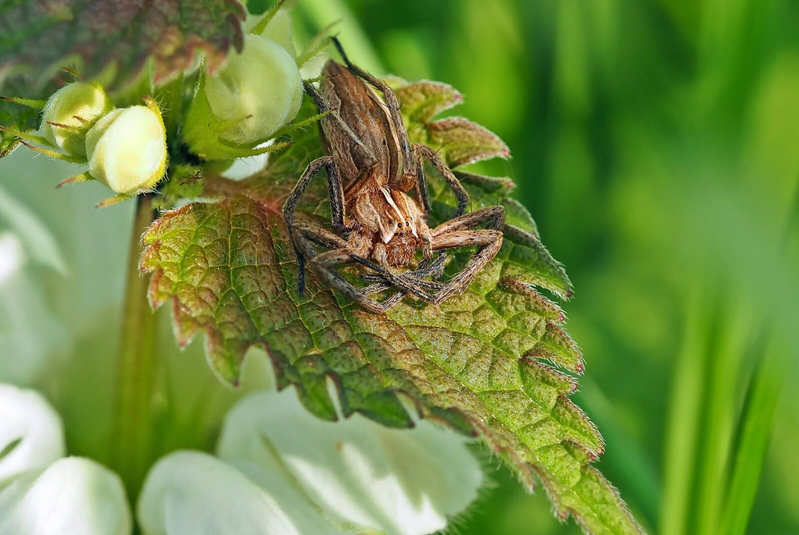 Olympus M.Zuiko Digital ED 60mm F2.8 Macro sample photo. List spider, jumping spider photography