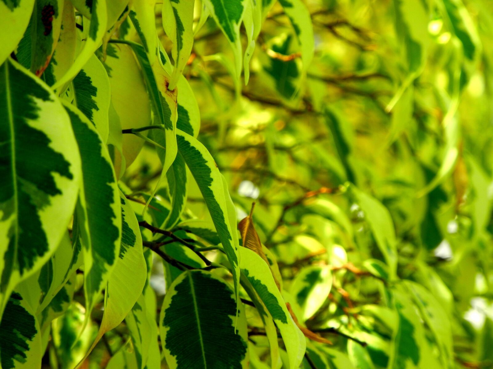 Nikon Coolpix P7000 sample photo. Leaves, trees, spring photography