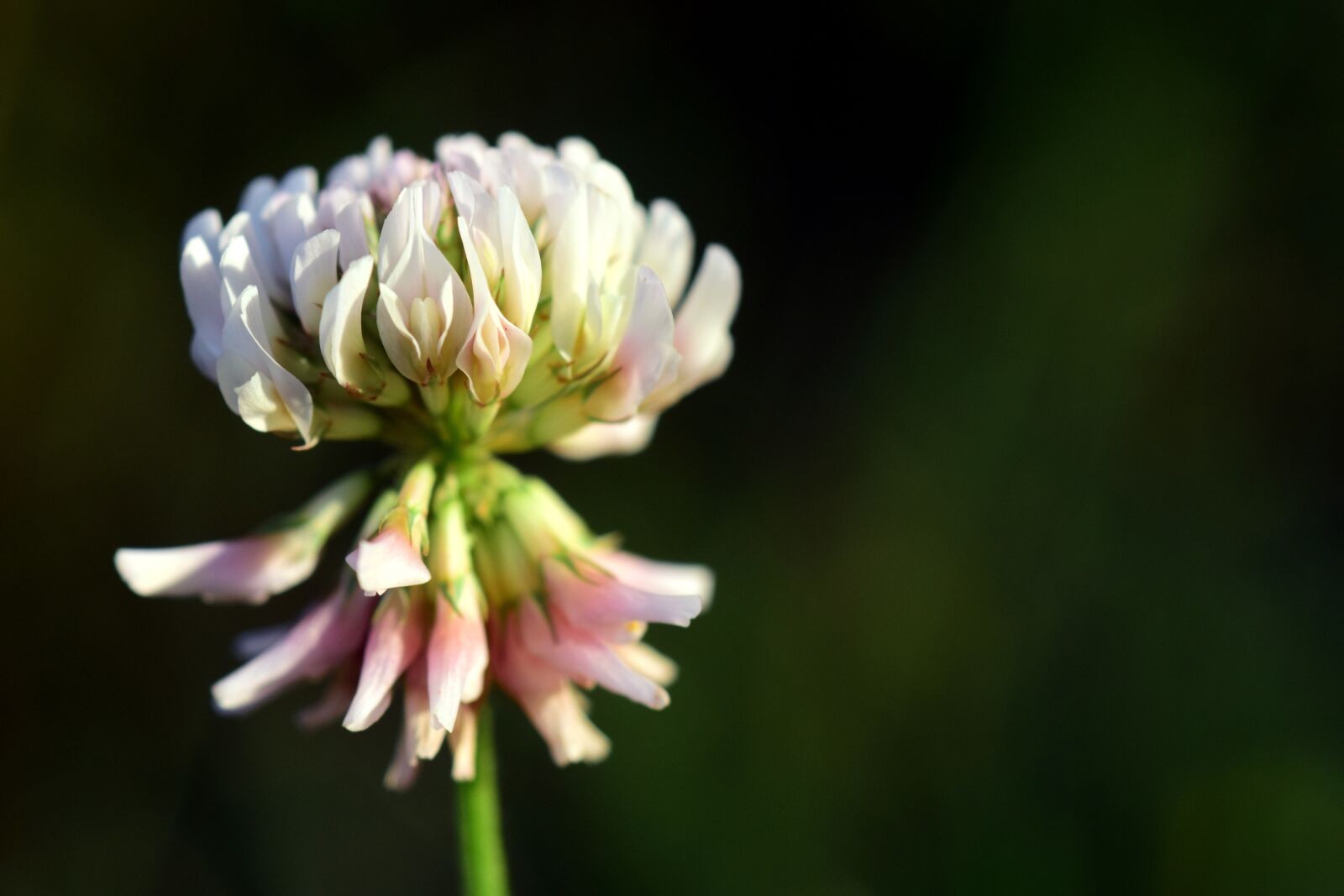 Nikon D3300 sample photo. Klee, white clover, blossom photography