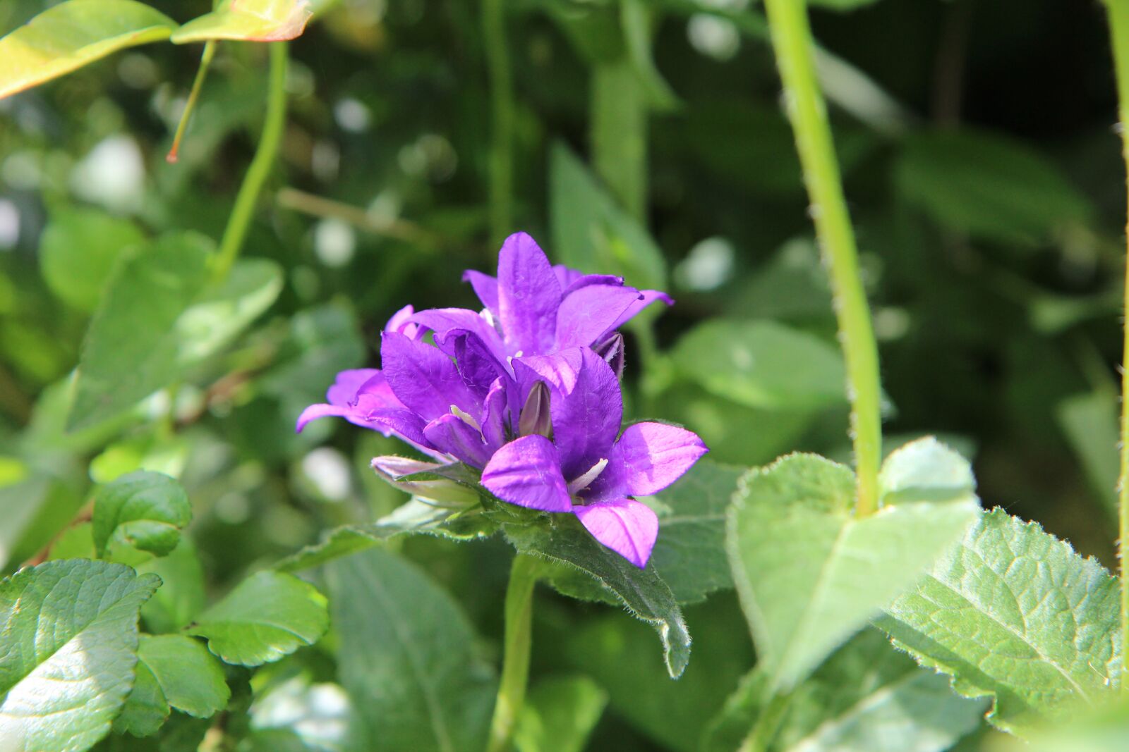 Canon EOS 600D (Rebel EOS T3i / EOS Kiss X5) + Sigma 12-24mm f/4.5-5.6 EX DG ASPHERICAL HSM + 1.4x sample photo. Bellflower, violet, flowering photography