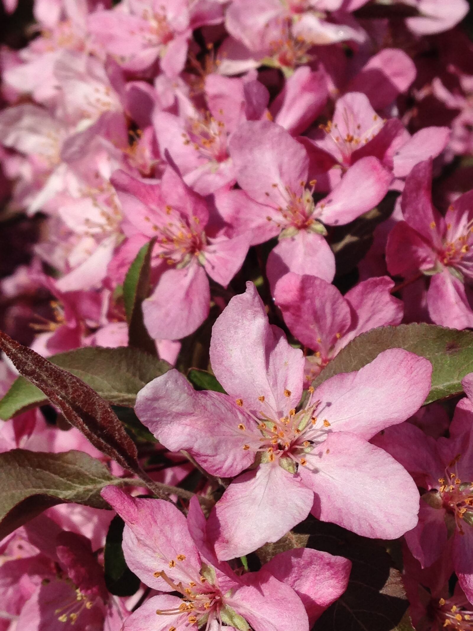 iPhone 5c back camera 4.12mm f/2.4 sample photo. Canada, flowers, pink, spring photography